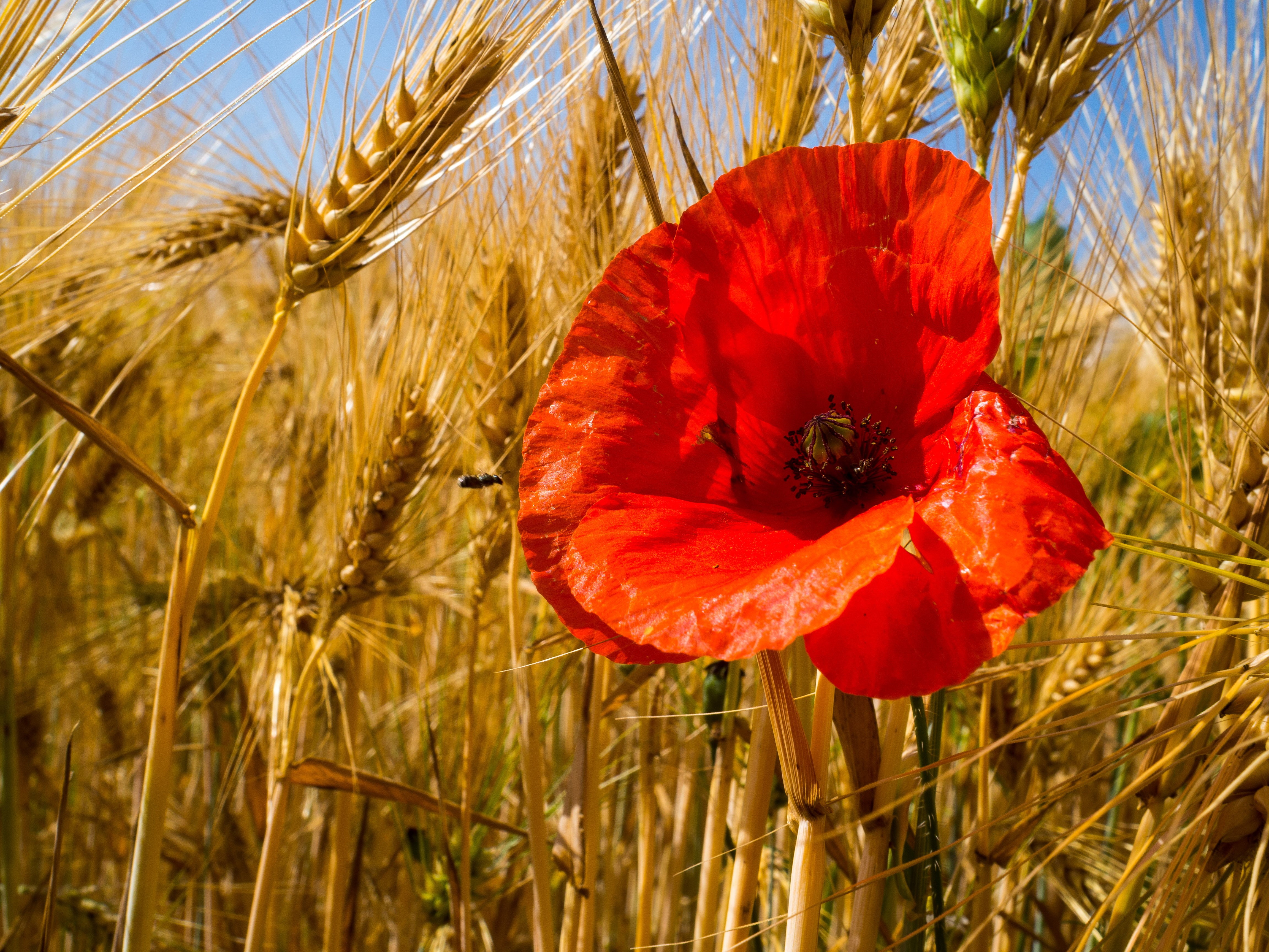 poppy, Ears, 4K, field, wheat, yellow, daytime, summer, sky, red poppy, flower, red, outdoors, ngc, Red spot, agriculture, wheat field, nature, papaver, HD Wallpaper