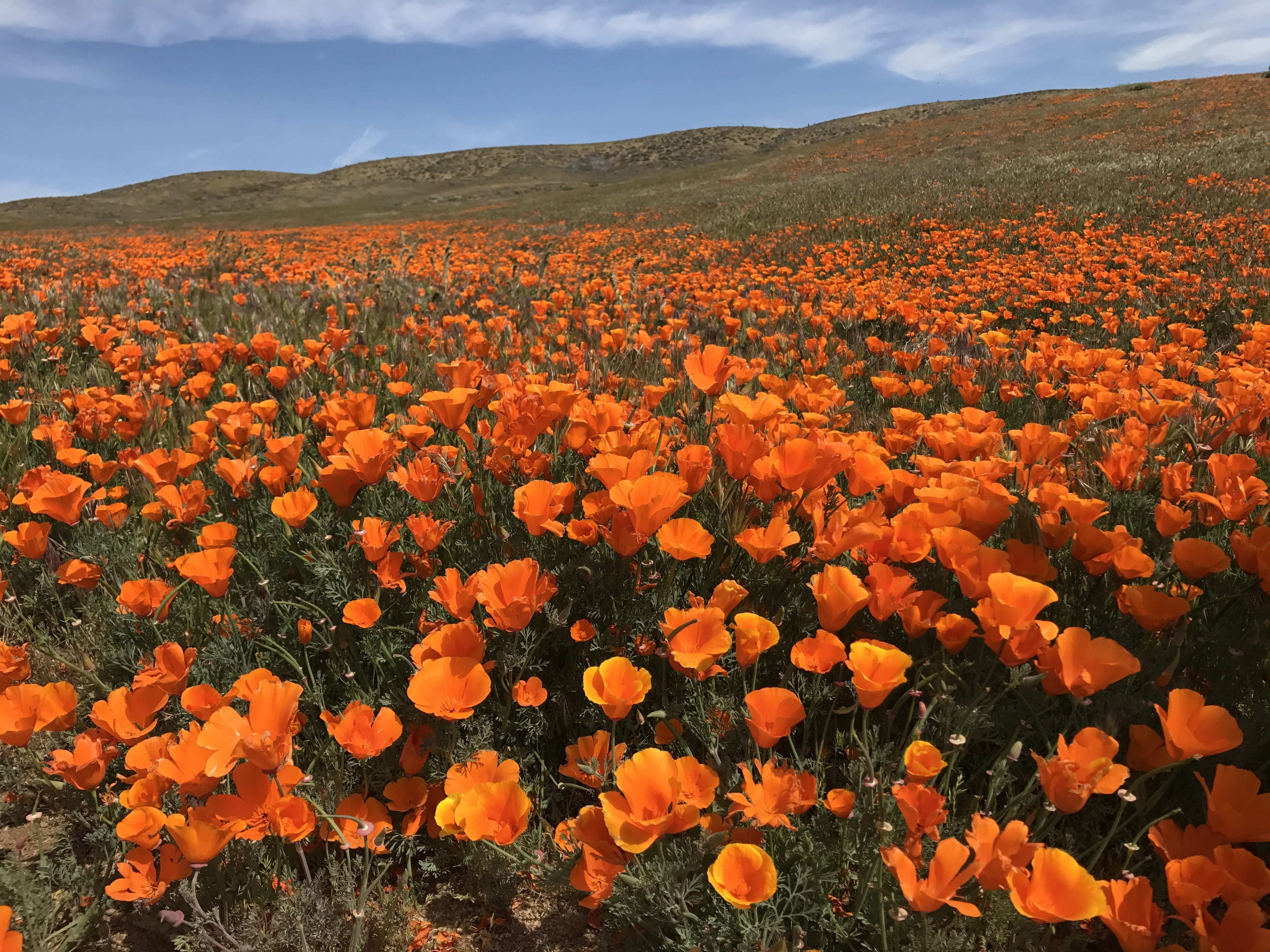 flower head, environment, landscape, field of poppies, nature, mountain, yellow, plant, 4K, Poppies, growth, tranquility, freshness, scenics, fragility, HD Wallpaper
