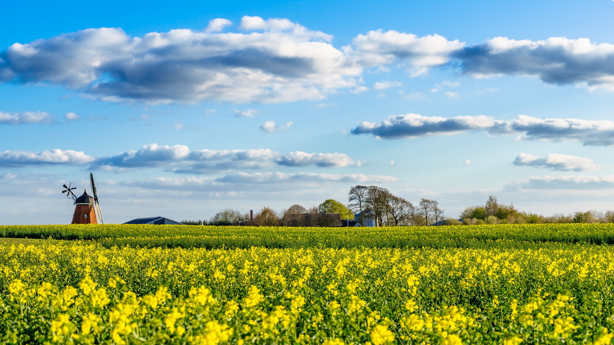 flowers, countryside, blue, day, sun, farm, Stenderup, time, rural Scene, cloud - Sky, sunset, windmill tower, yellow, DK, canola, outdoors, green, landscape, HD Wallpaper