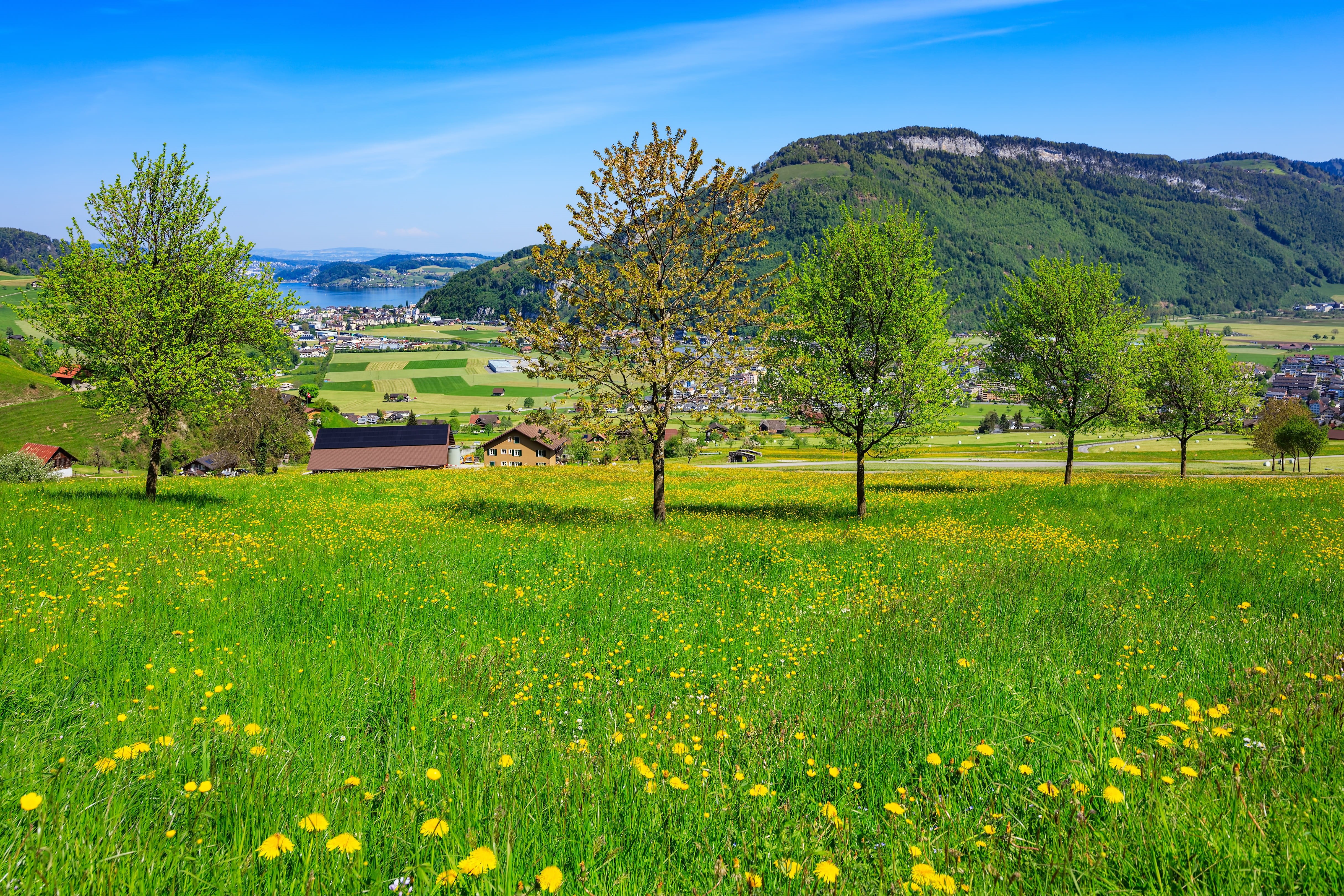 stanserhorn, leafed, green color, alps, hill, day, european, architecture, dandelion, land, tree, building exterior, travel destinations, house, view, beauty in nature, HD Wallpaper