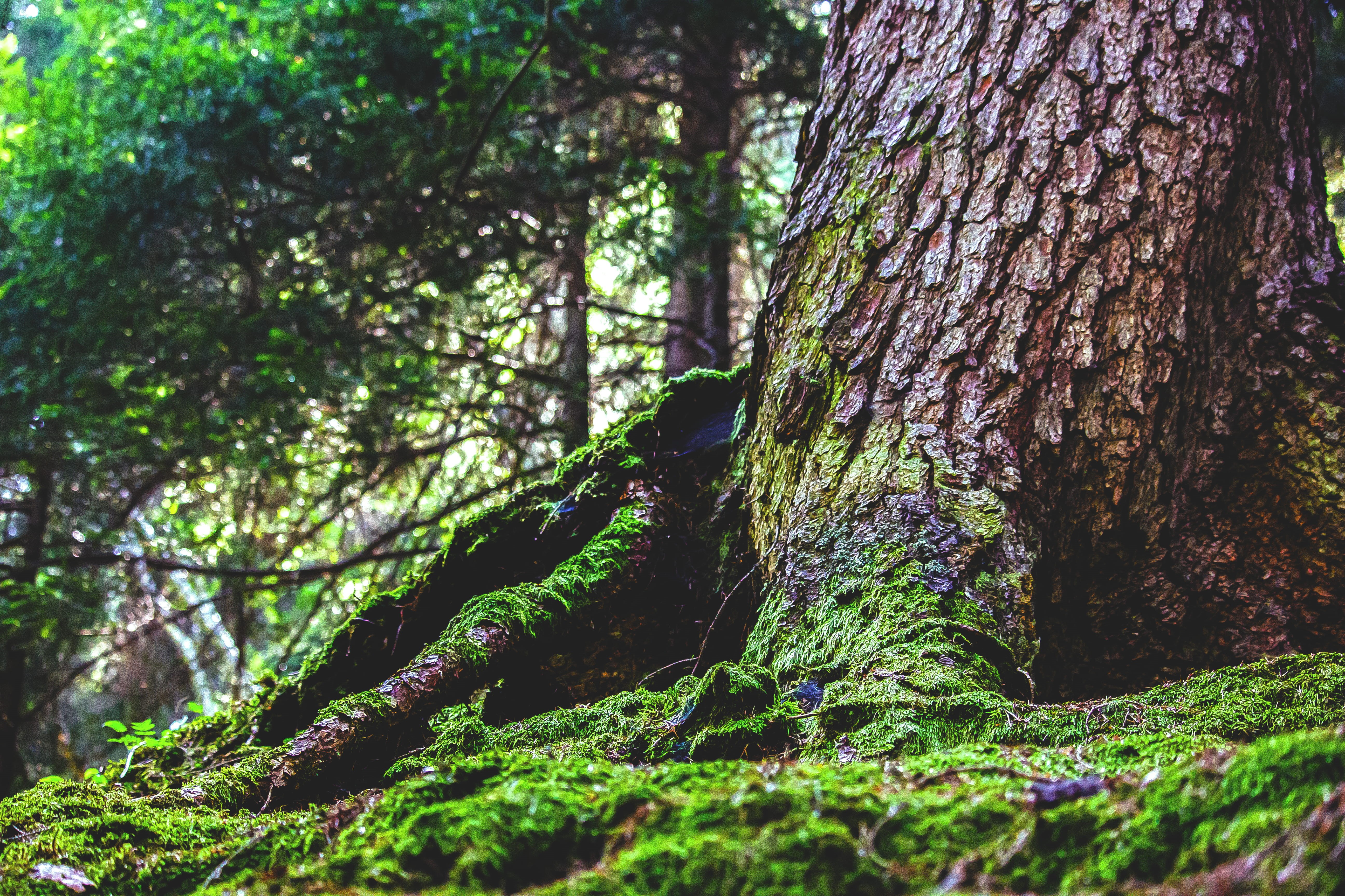 close-up, plant, nature, winedharma, corteccia, tree trunk, trunk, green color, woodland, 5K, no people, focus on foreground, val gardena, growth, outdoors, HD Wallpaper