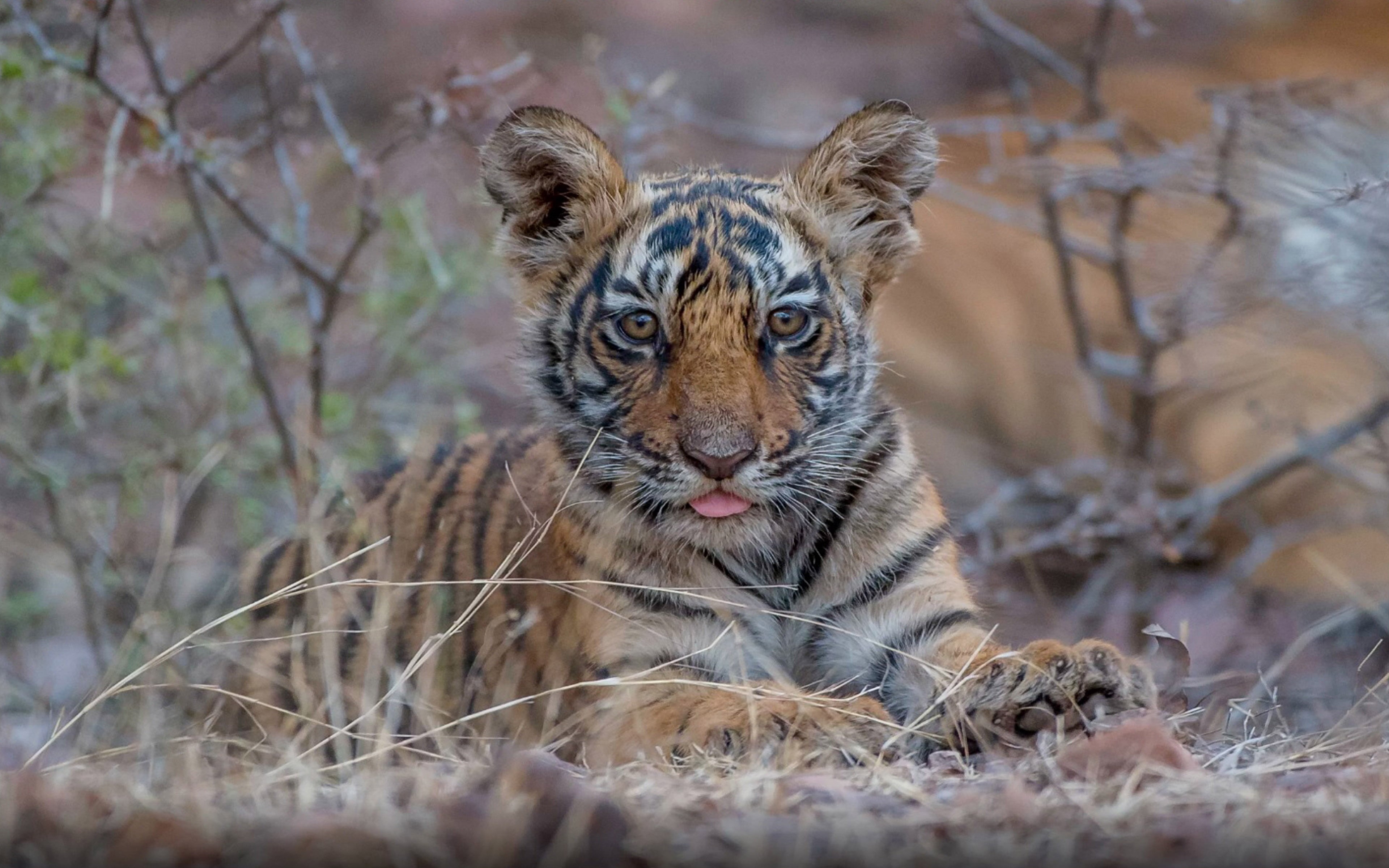  day, cat, mobile, tiger, vertebrate, one animal, ranthambore, land, rajasthan, india, whisker, wildlife, tablet, feline, park, baby, national, HD Wallpaper