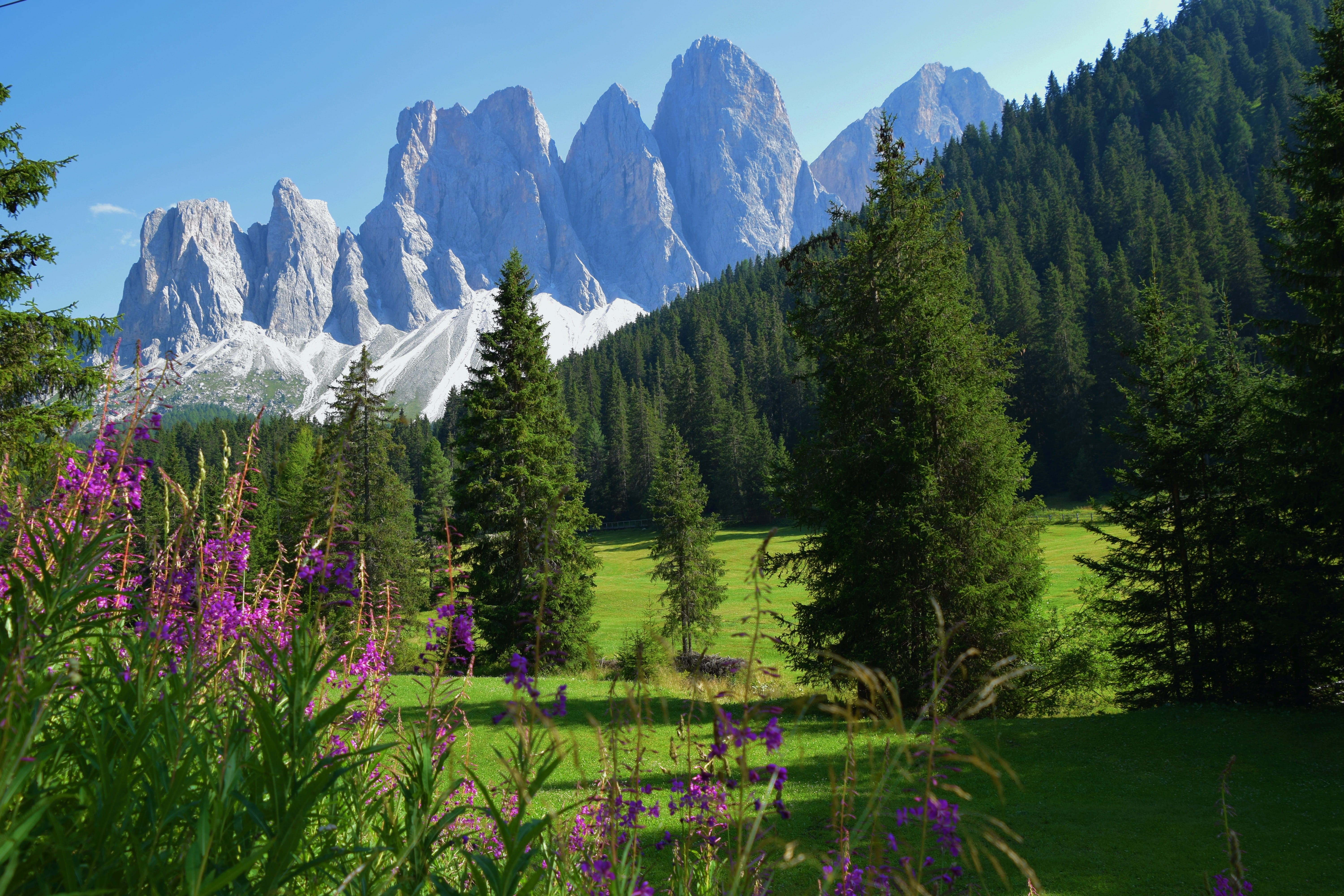 idyllic, tranquil scene, land, europe, blue, forest, sky, flower, landscape, 5K, field, natural, tranquility, purple, snowcapped mountain, no people, trentino-alto adige/south tyrol, HD Wallpaper