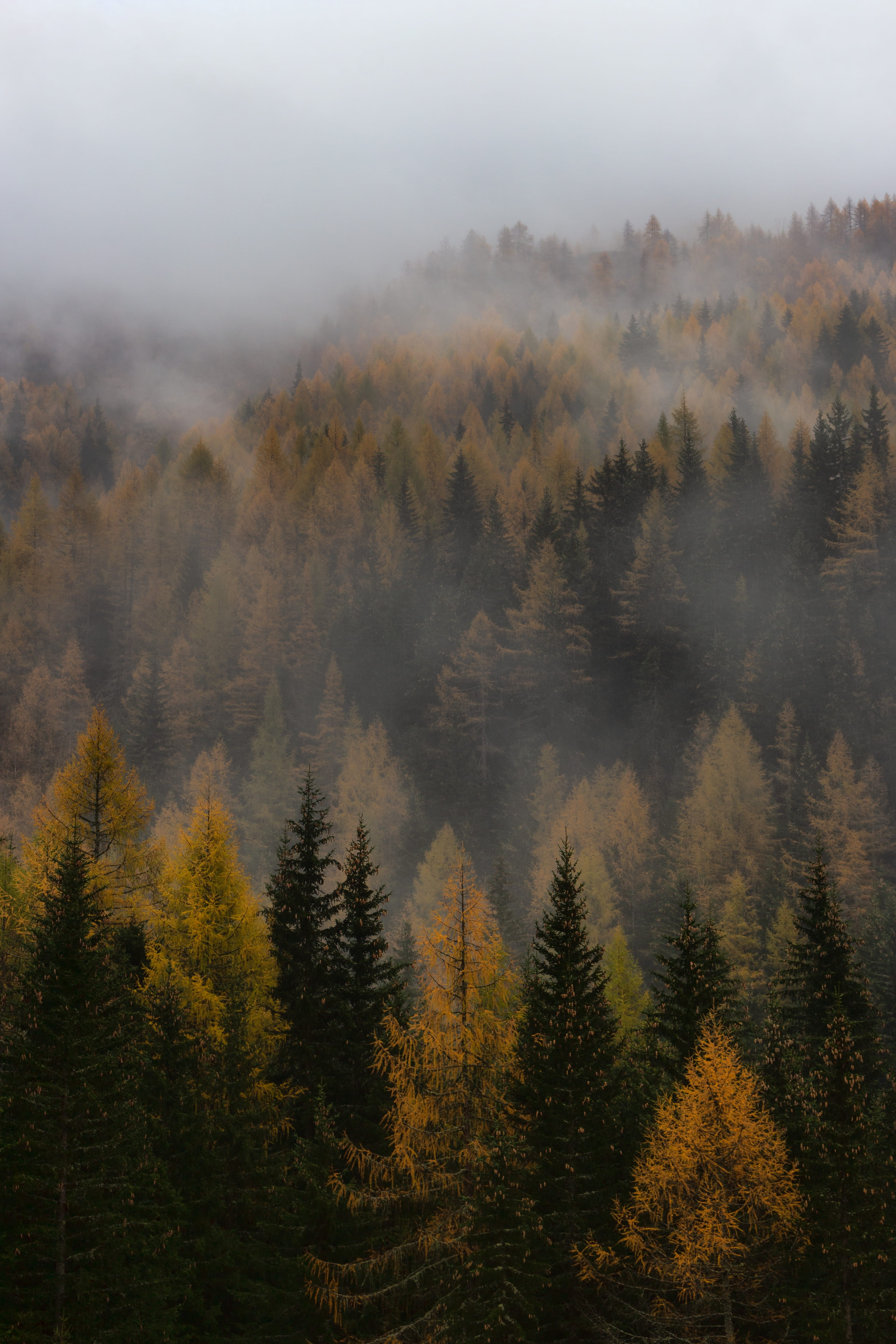 tranquility, green, scenics - nature, 5K, foggy, growth, no people, outdoor, wanderlust, forest, misty, outdoors, non-urban scene, coniferous tree, Phone HD Wallpaper