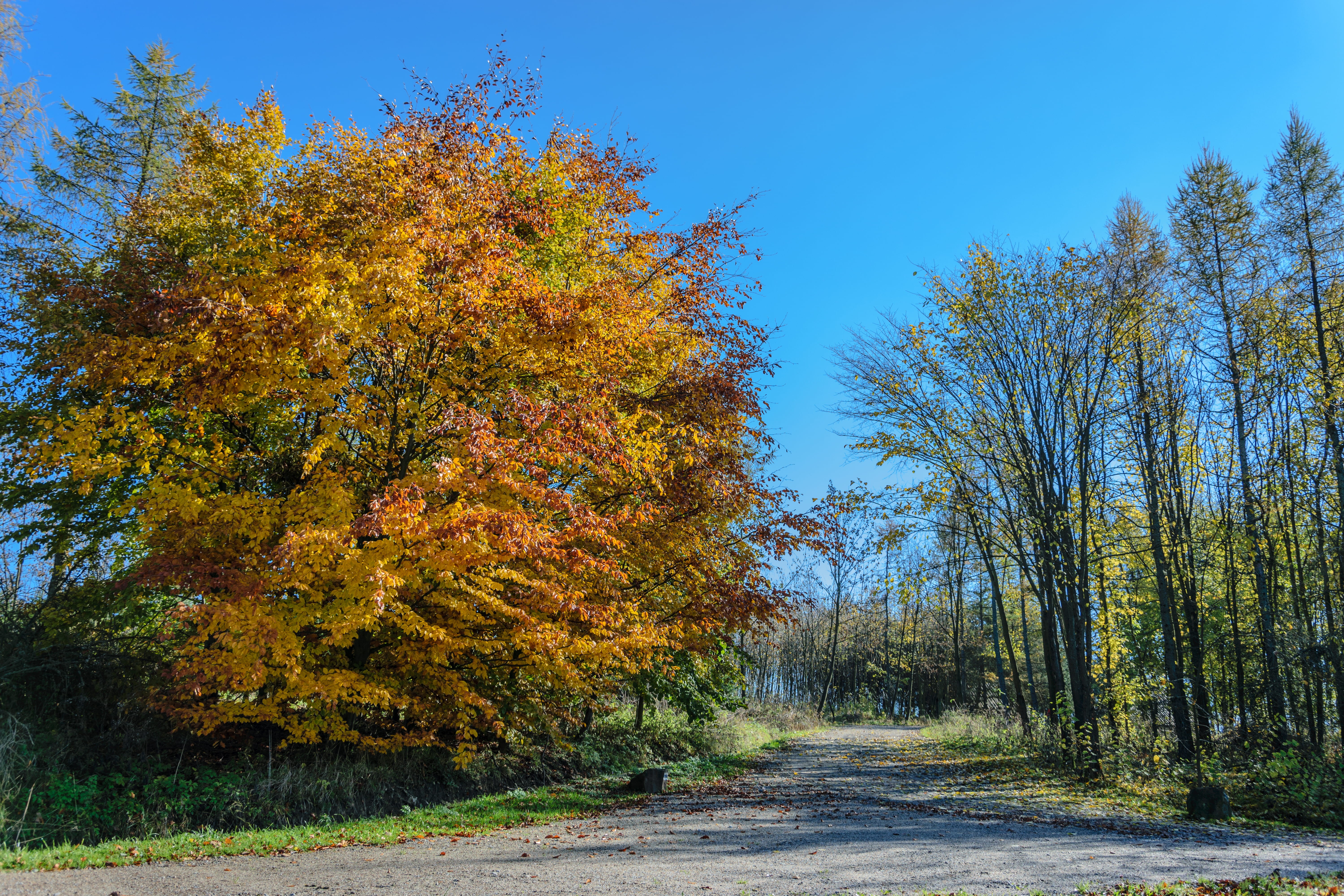 beautiful, peaceful, alley, foliage, colorful, treelined, no people, autumn colours, beauty in nature, green, tranquil scene, growth, golden, change, tranquility, HD Wallpaper
