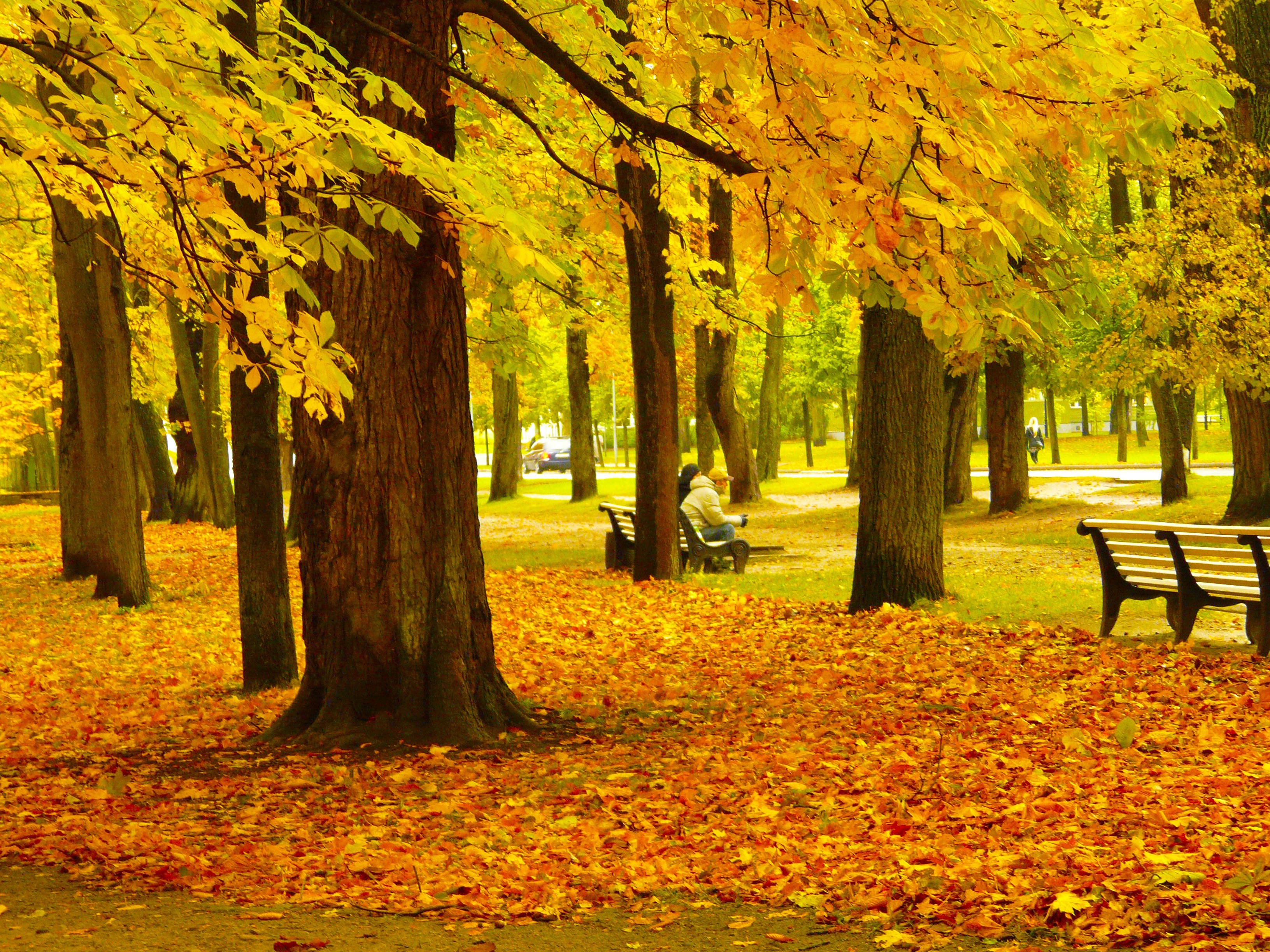 europe, seat, person, plant part, nature, garden, land, maple, change, growth, orange color, october, amazing, leaf, tallinn, orange, leaves, beauty in nature, HD Wallpaper