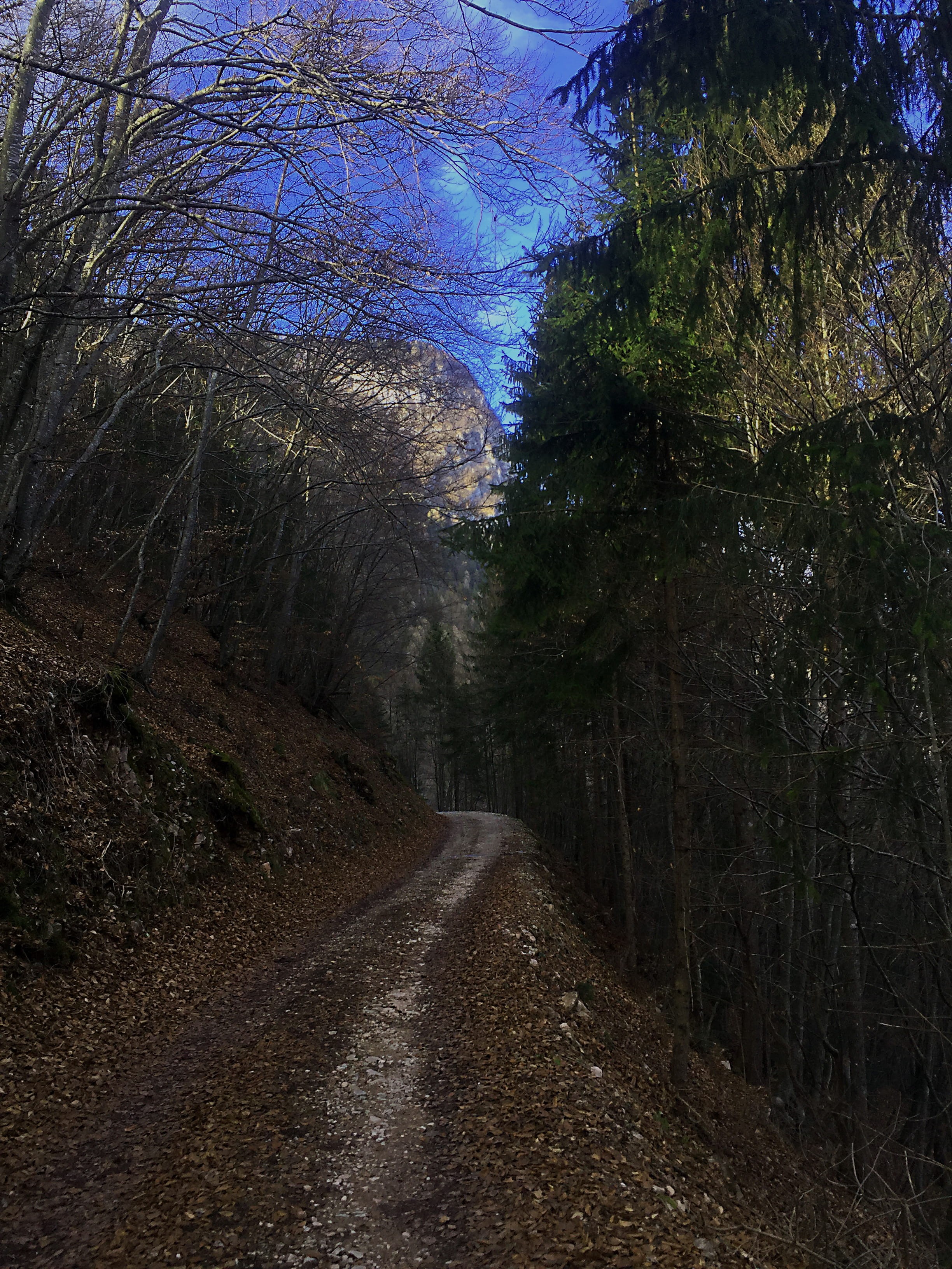dirt, non-urban scene, mountain, road, direction, tree, vanishing point, the way forward, no people, growth, way, 2K, italy, land, tranquil scene, nature, Phone HD Wallpaper
