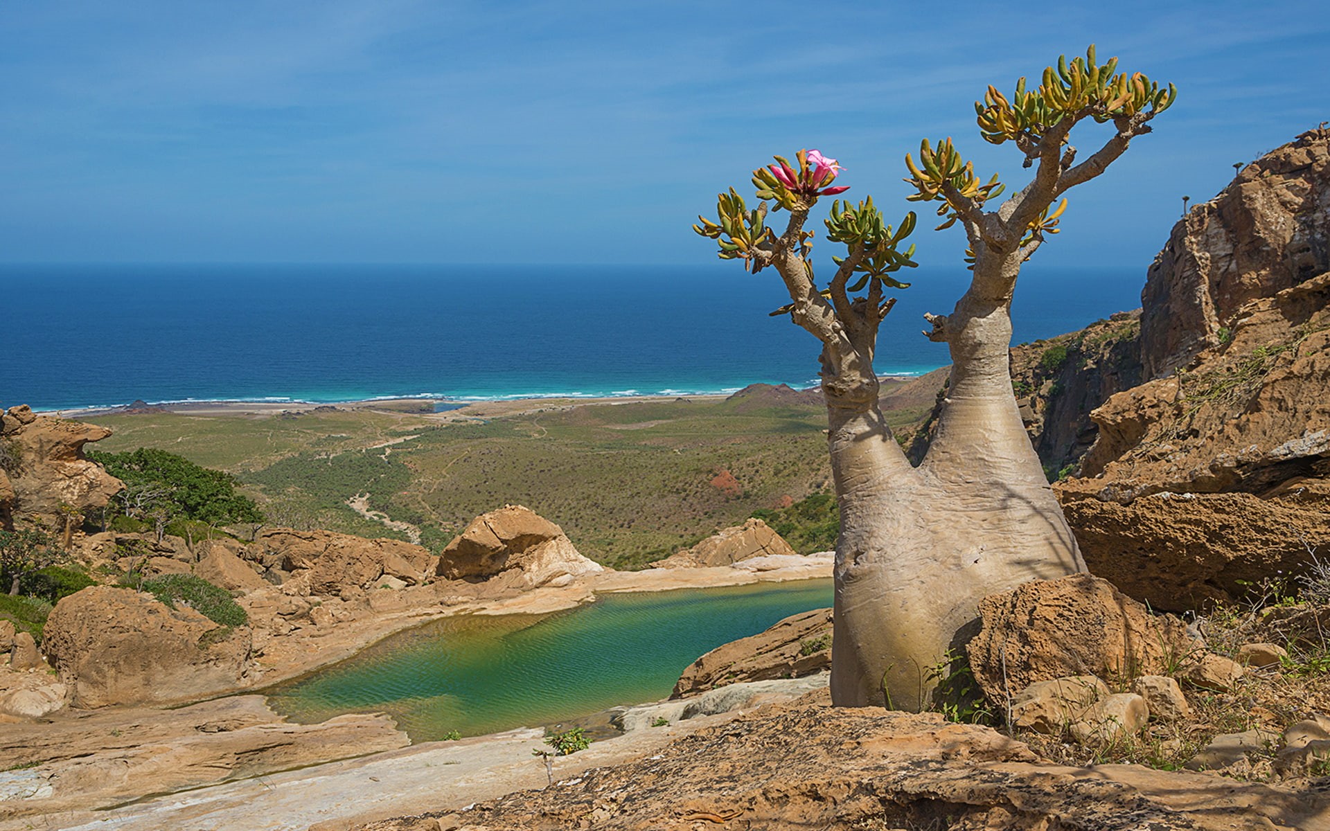 fauna, desktop, yemen, 1080P, tree, hd, sea, arabian, socotra, wonders, shape, nature, magical, flora, unusual, island, blooming, HD Wallpaper