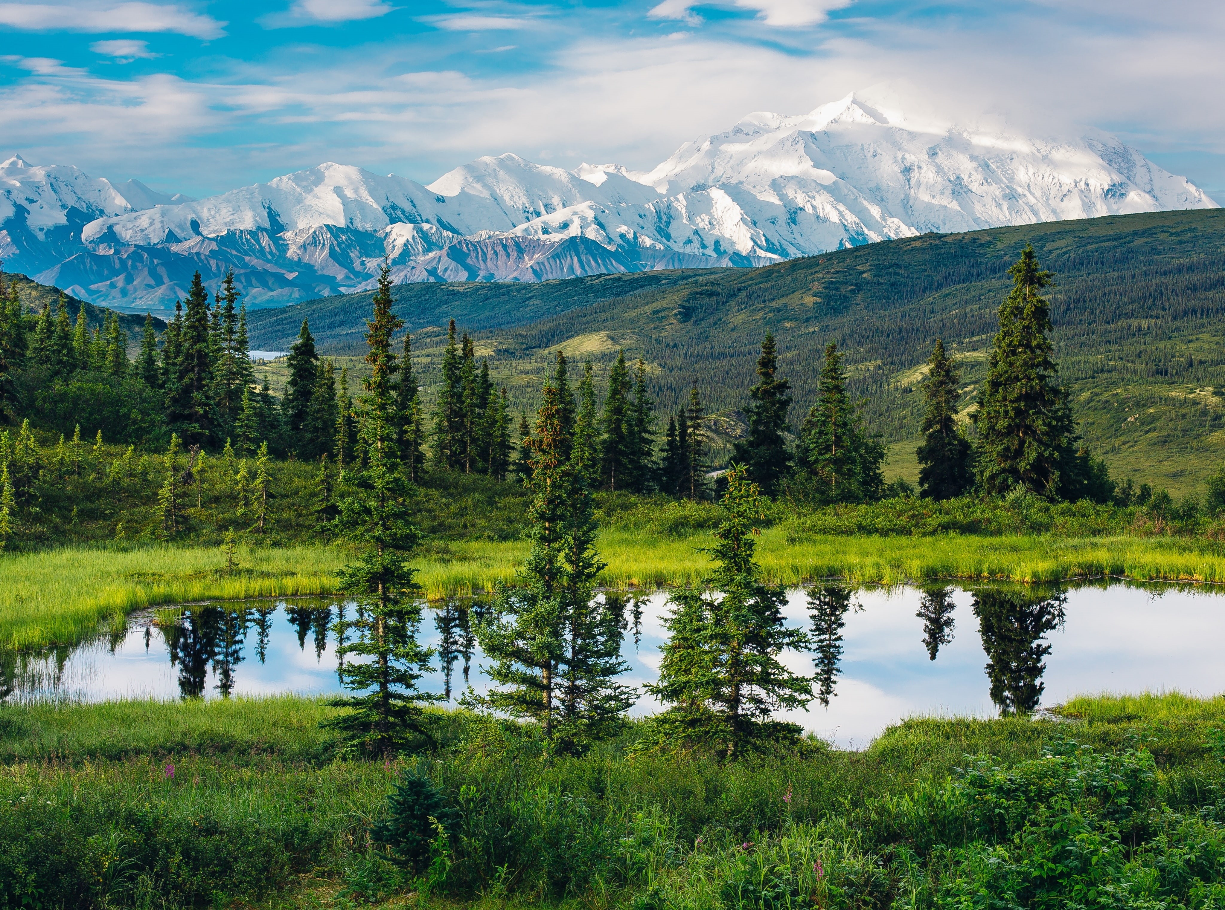 growth, Wonderful, sky, marvelous, Alaska, no people, Scenery, 4K, Coniferous, green color, plant, Landscape, Scene, idyllic, mountainside, Mount, outdoors, HD Wallpaper