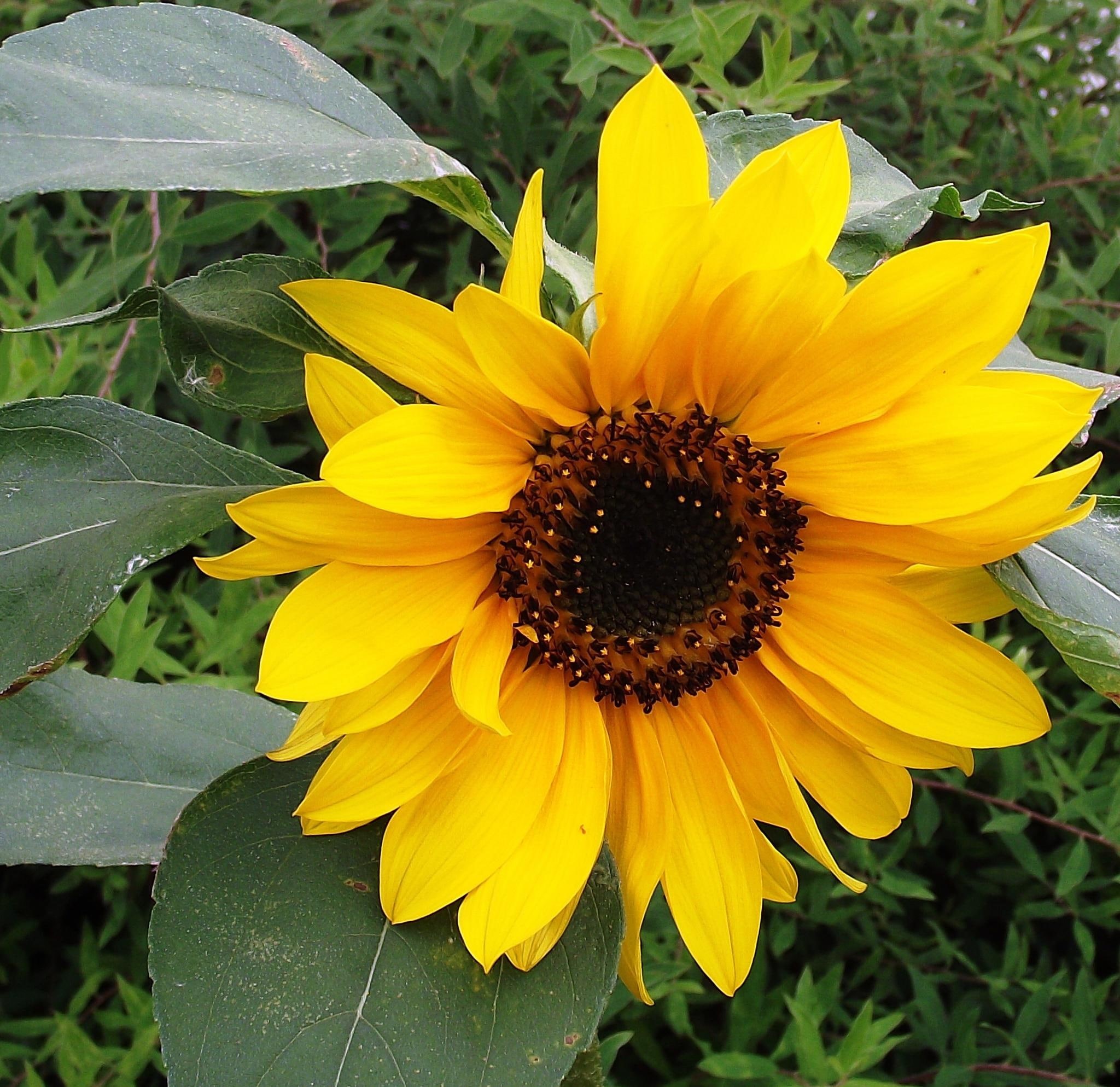 love, 1080P, garden, brilliant, nature, yellow, wonderful, flowers, sunshine, sunflower, happy, soul, heart, HD Wallpaper