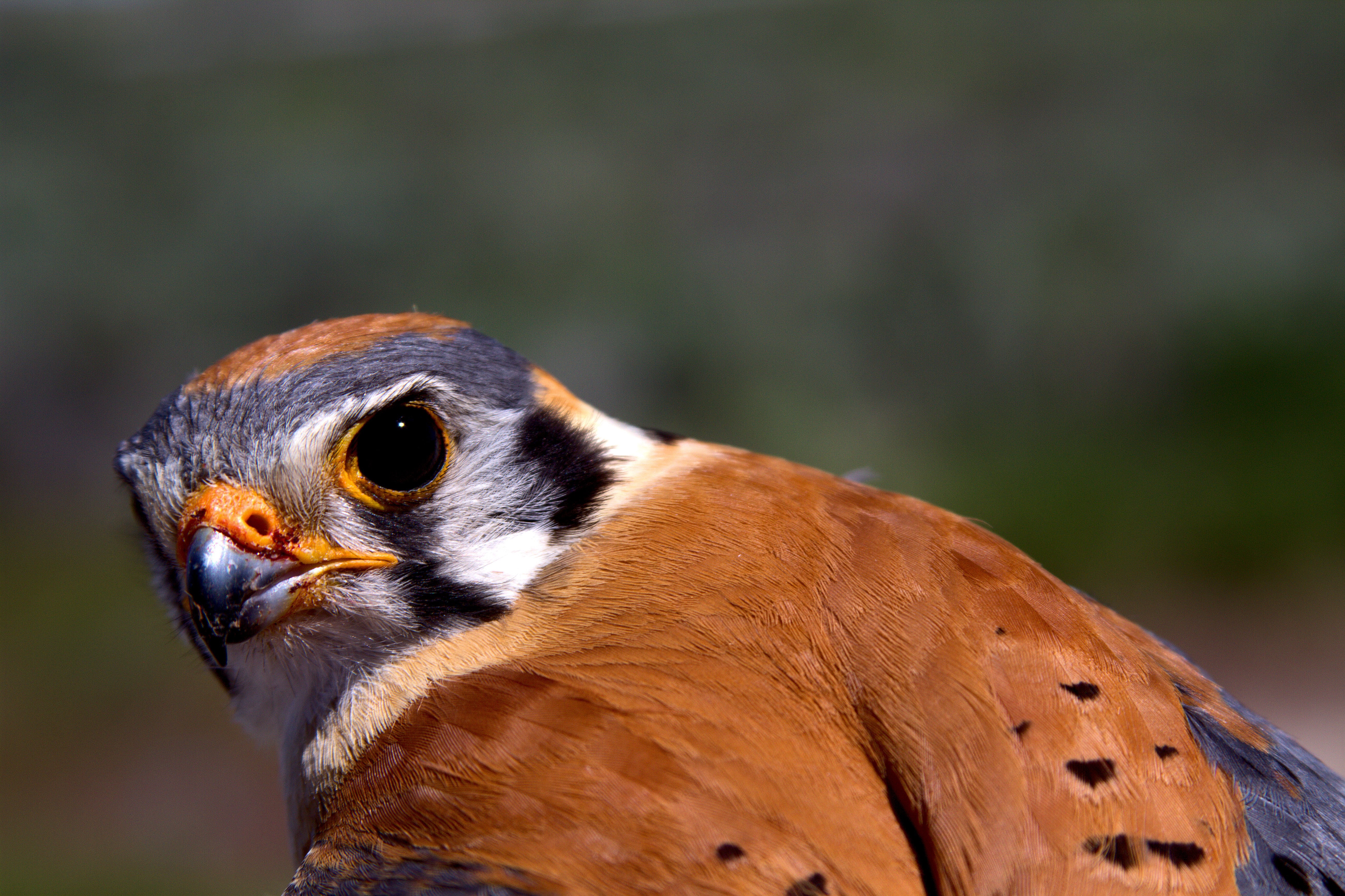 brown, american, closeup, feather, Falco sparverius, animals In The Wild, photography, kestrel, wildlife, American Kestrel, carnivore, closeup photography, HD Wallpaper