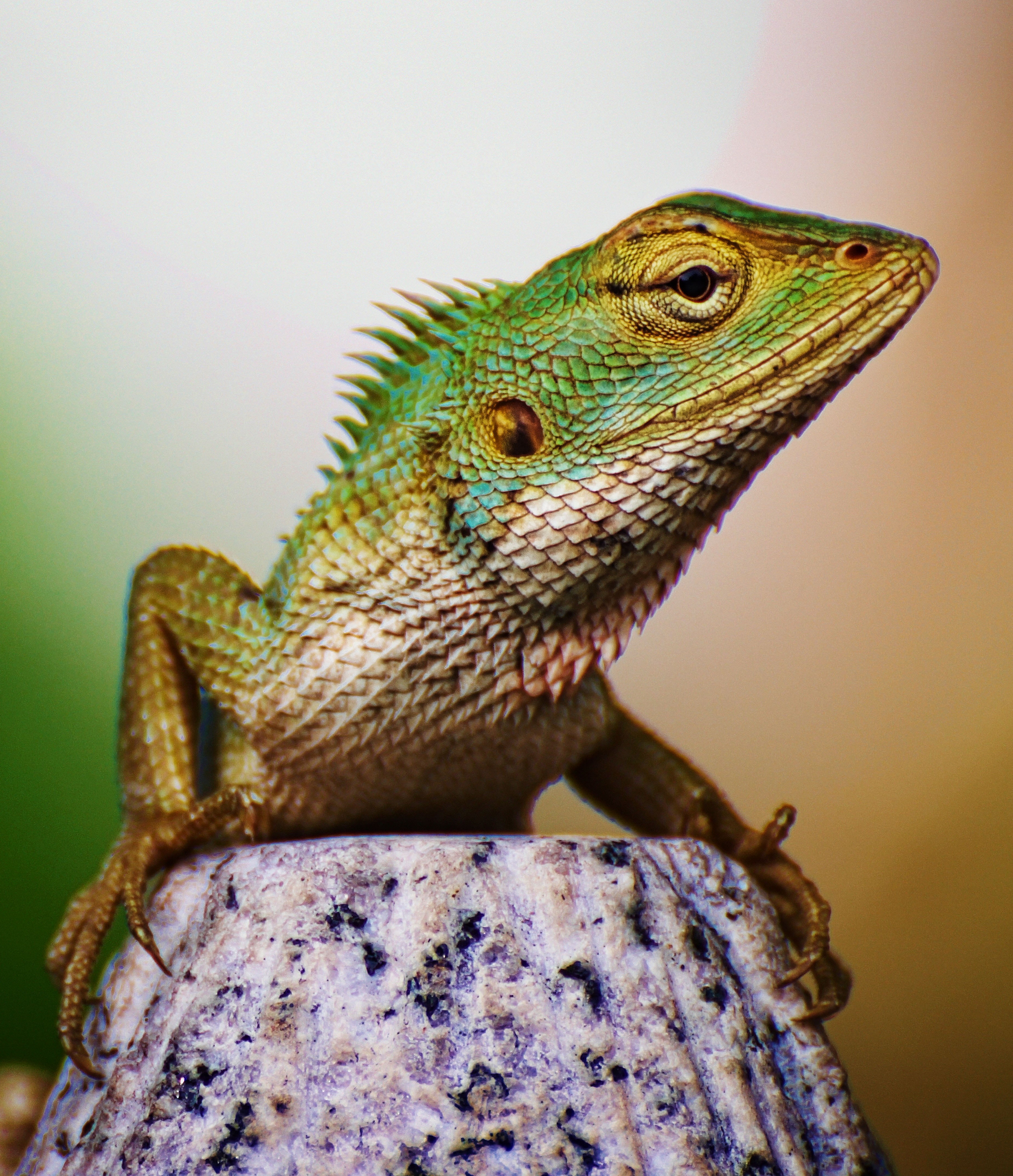 animal, wild, 4K, look alike, lizard, wonder why, photography, alike, closeup photography, nature, reptile, singapore, wildlife, garden  lizard, iguana, Phone HD Wallpaper