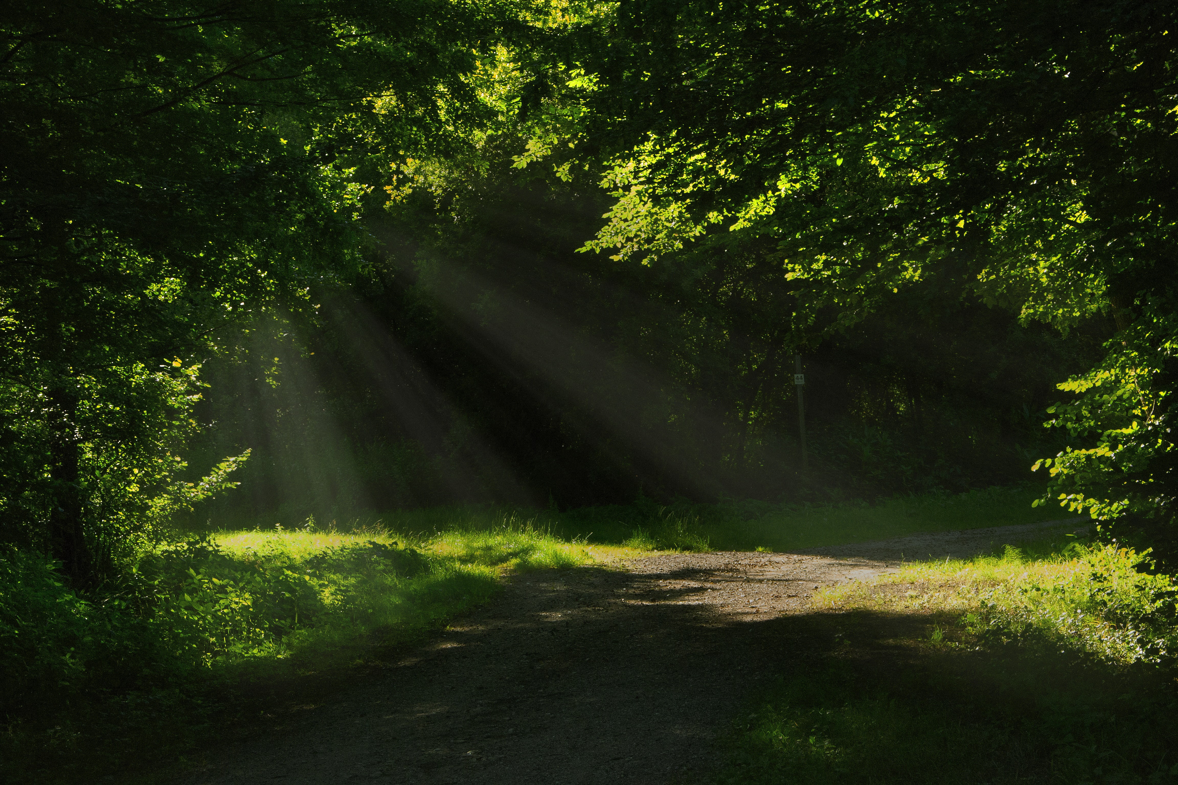 no people, art, nature, relax, sunrise, woods, beauty in nature, plant, tranquil scene, peaceful, forest, nikon, sunbeam, 4K, woodland, enchanting, tree, HD Wallpaper