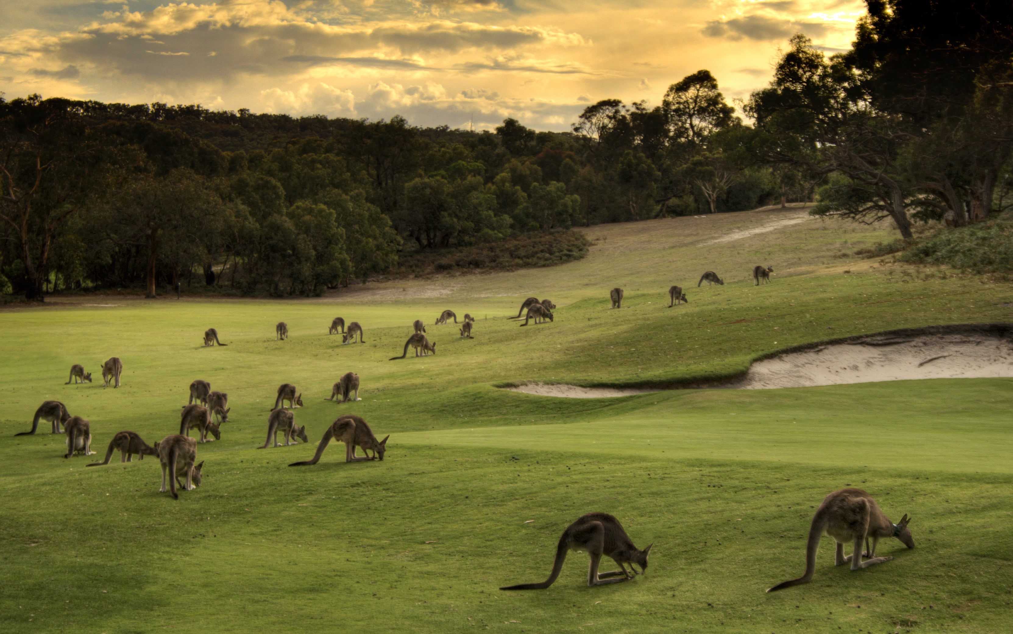 access, sunset, australia, members, golfball, project  365, nature, HDR, great  ocean  road, animal, i wonder, anglesea, fields, Kangaroos, otways, landscape, HD Wallpaper