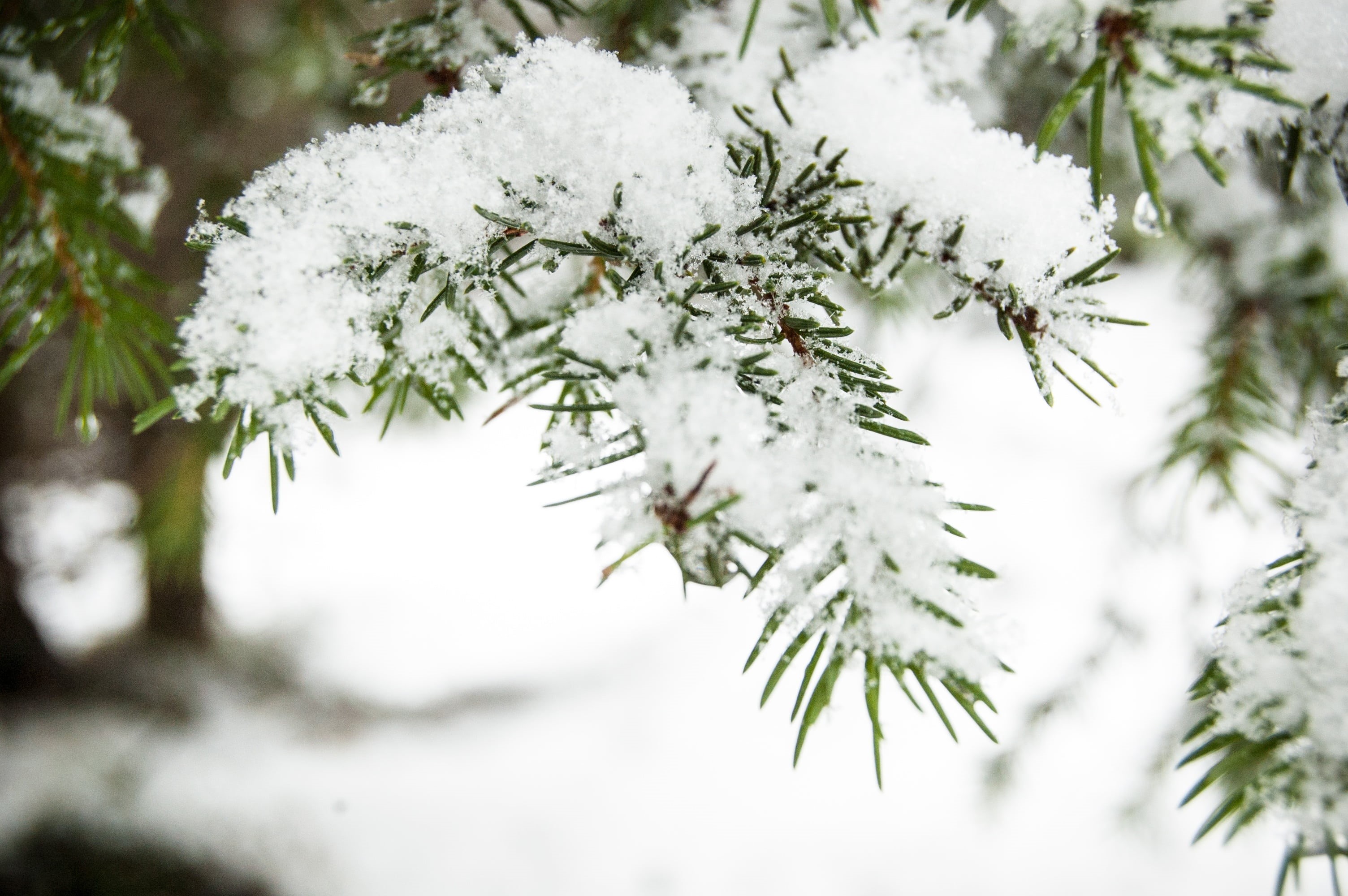 focus on foreground, dolomites, pine tree, needle - plant part, bianca, fir tree, cold, pinaceae, mountain, snow, coniferous tree, celebration, christmas, HD Wallpaper