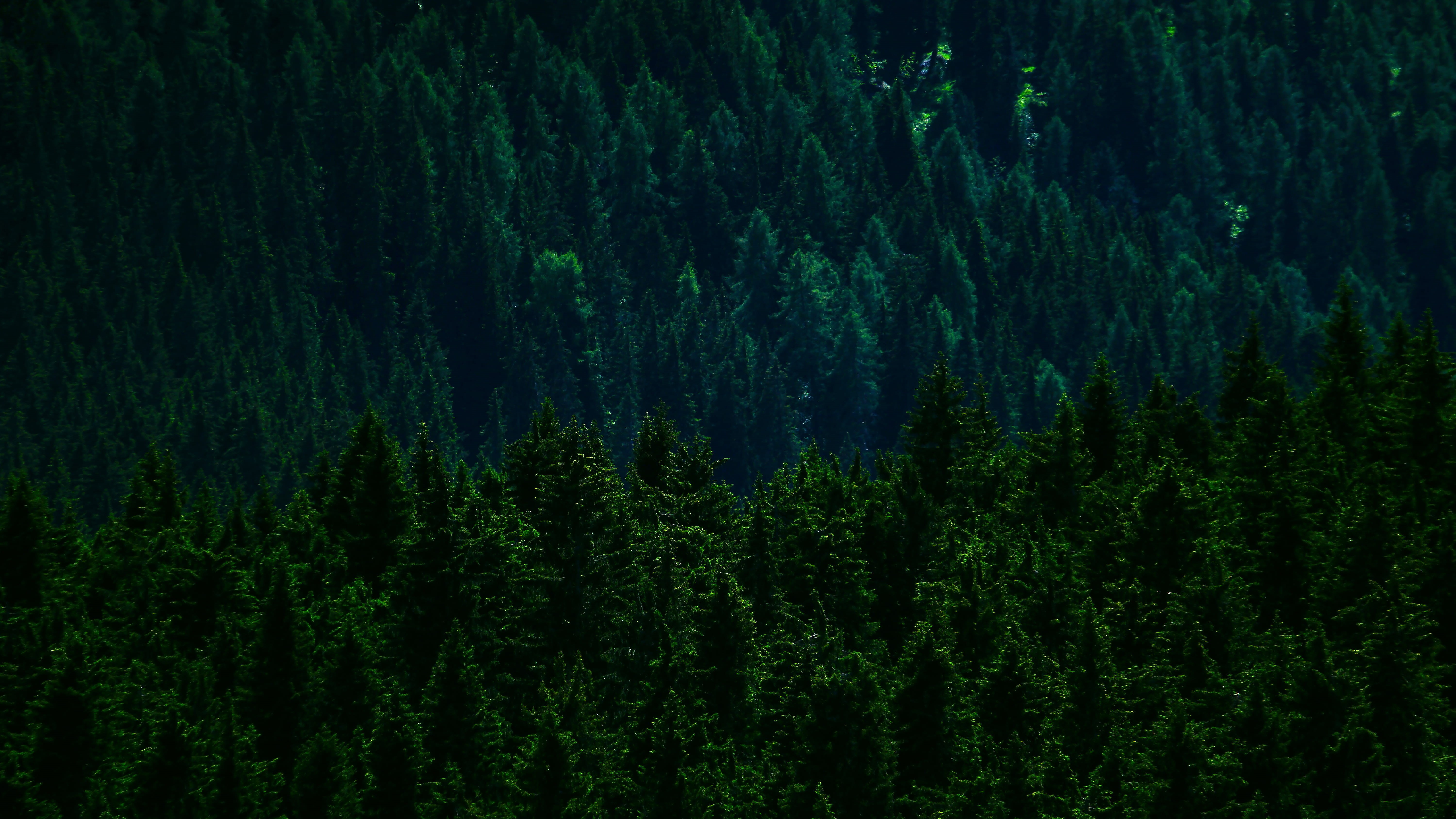 non-urban scene, backgrounds, landscape, green, beauty in nature, no people, forest, scenics - nature, coniferous tree, land, grass, lake misurina, lush foliage, HD Wallpaper