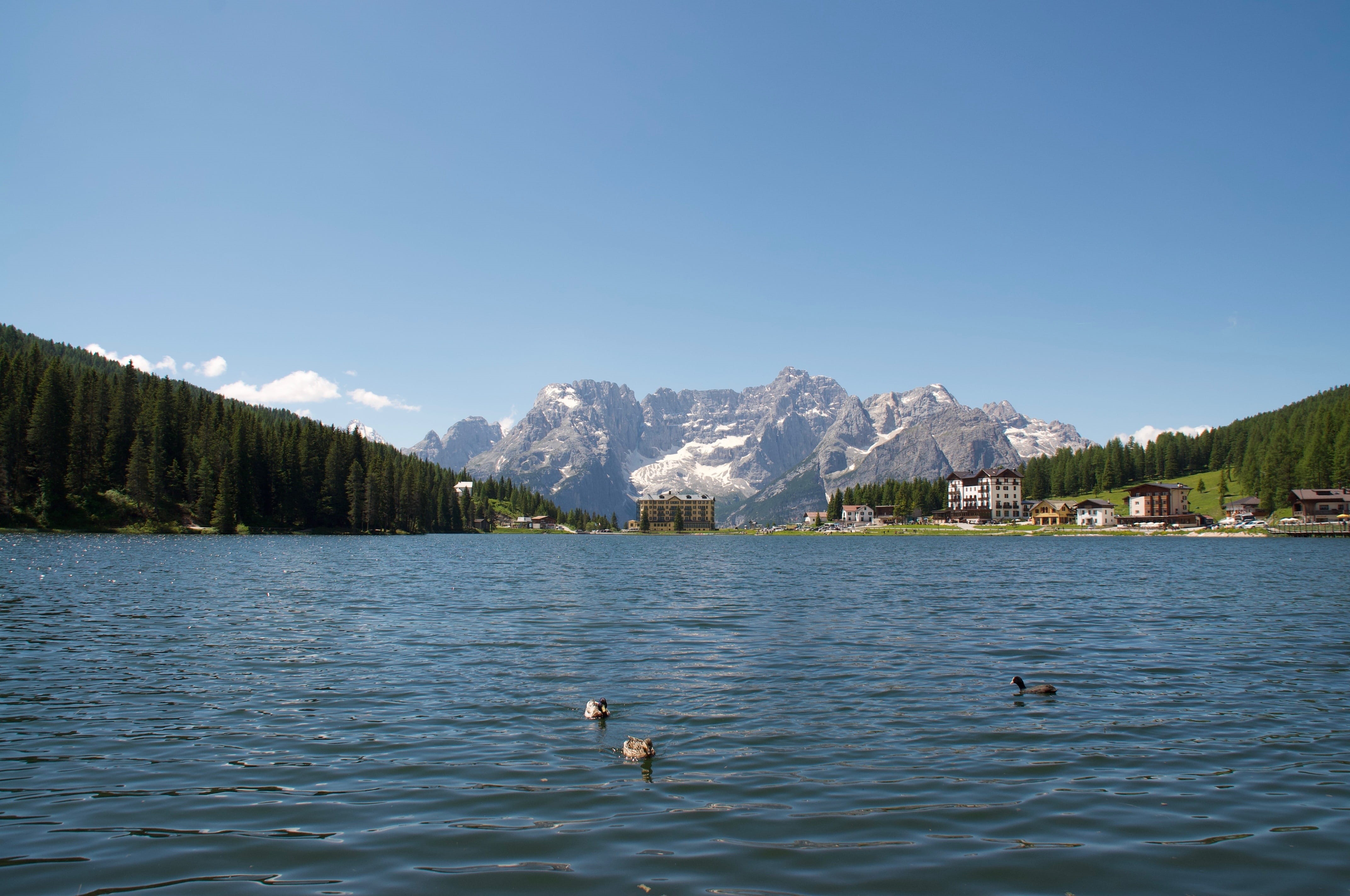 landscape, animal, nature, scenics - nature, vertebrate, no people, tranquil scene, animals in the wild, outdoors, water, dolomites, mountains, waterfront, HD Wallpaper