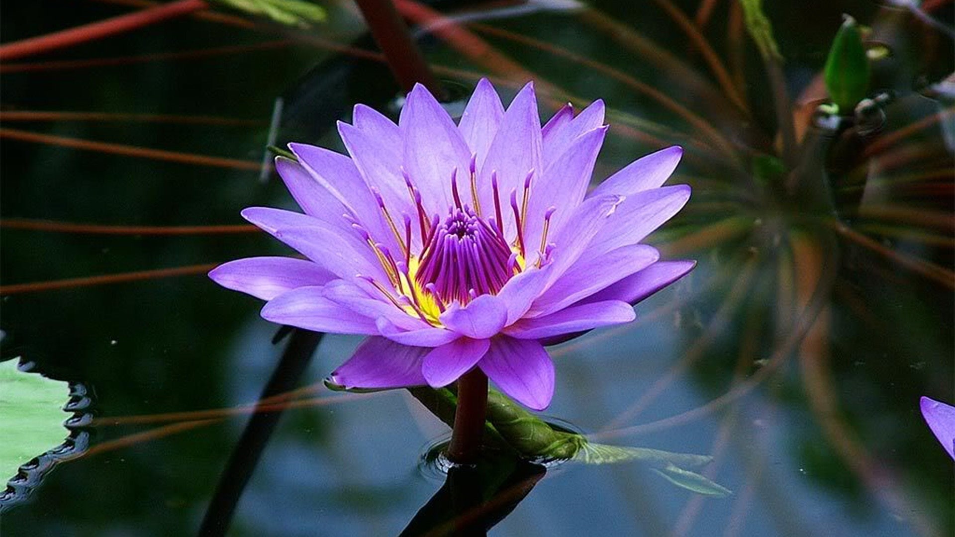 purple, hd, mobile, flower, pc, color, beautiful, 1080P, tablet, lotus, HD Wallpaper