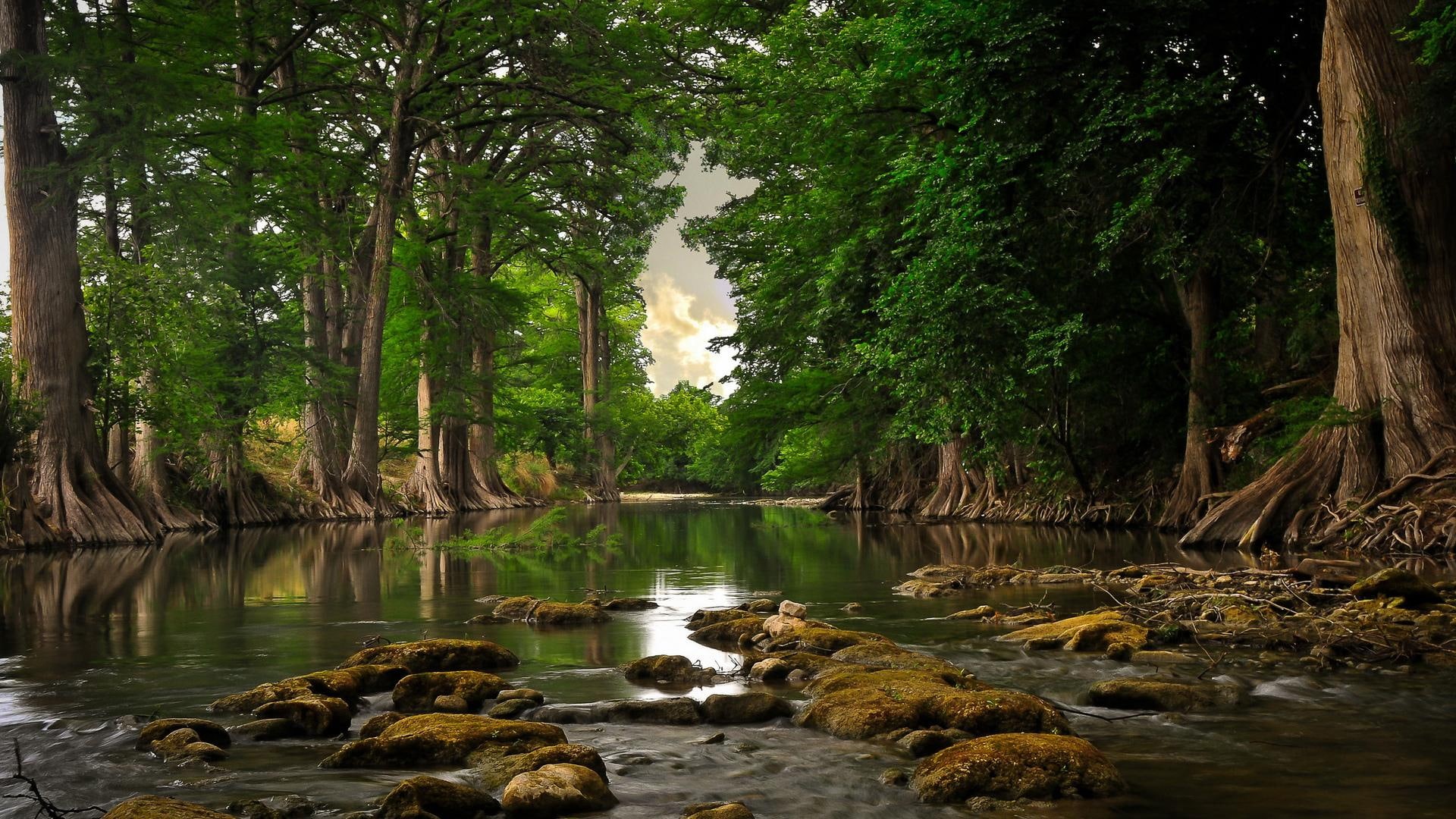 3d and abstract, bosque, en, rio, 1080P, el, river, tree, en el, HD Wallpaper