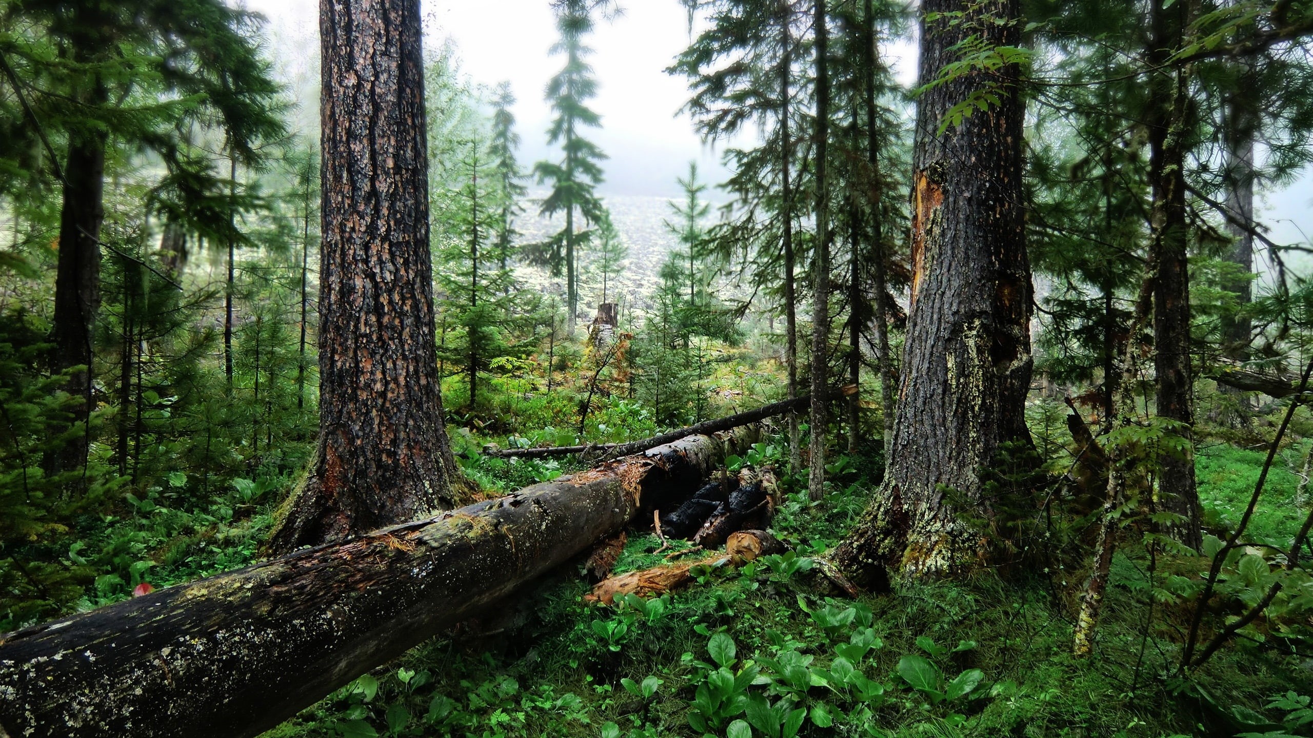 tronco, bosque, arboles, 2K, naturaleza, HD Wallpaper