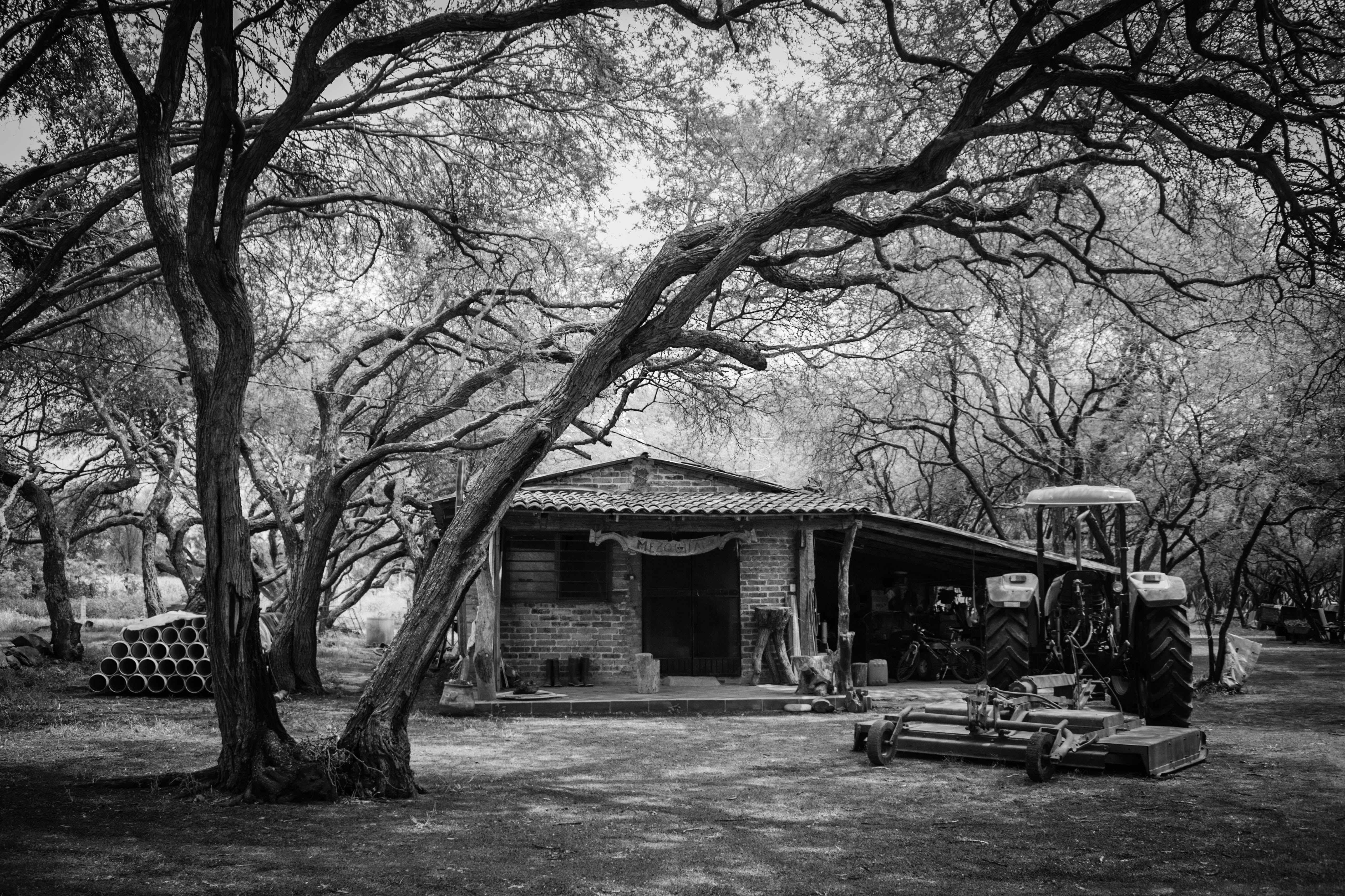 park, outdoors, building, land, architecture, branch, plant, day, absence, nature, tree, bosque, 4K, cabaña, built structure, bare tree, building exterior, HD Wallpaper