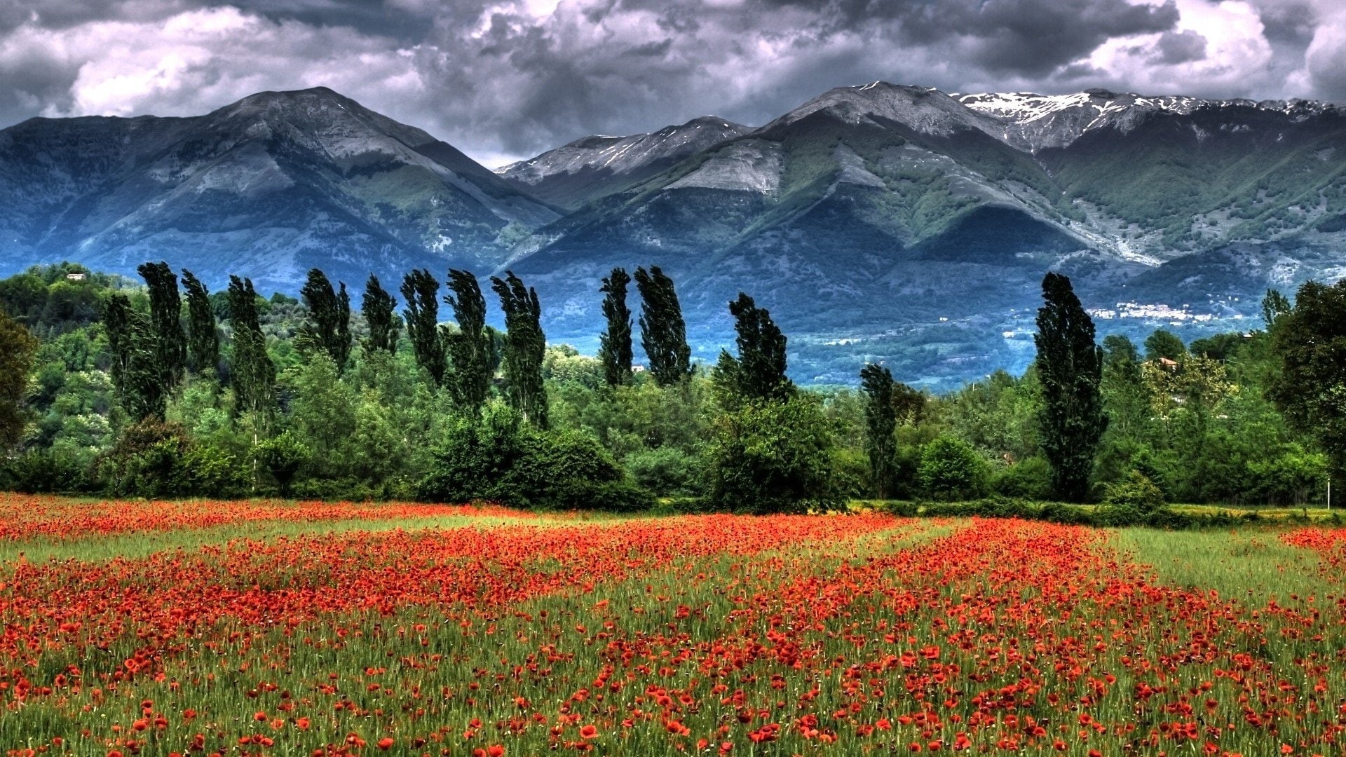 nature, bosque, flores, sky, no people, flowering plant, growth, plant, tree, tranquil scene, 1080P, cloud - sky, land, rojas, mountain range, flowerbed, HD Wallpaper