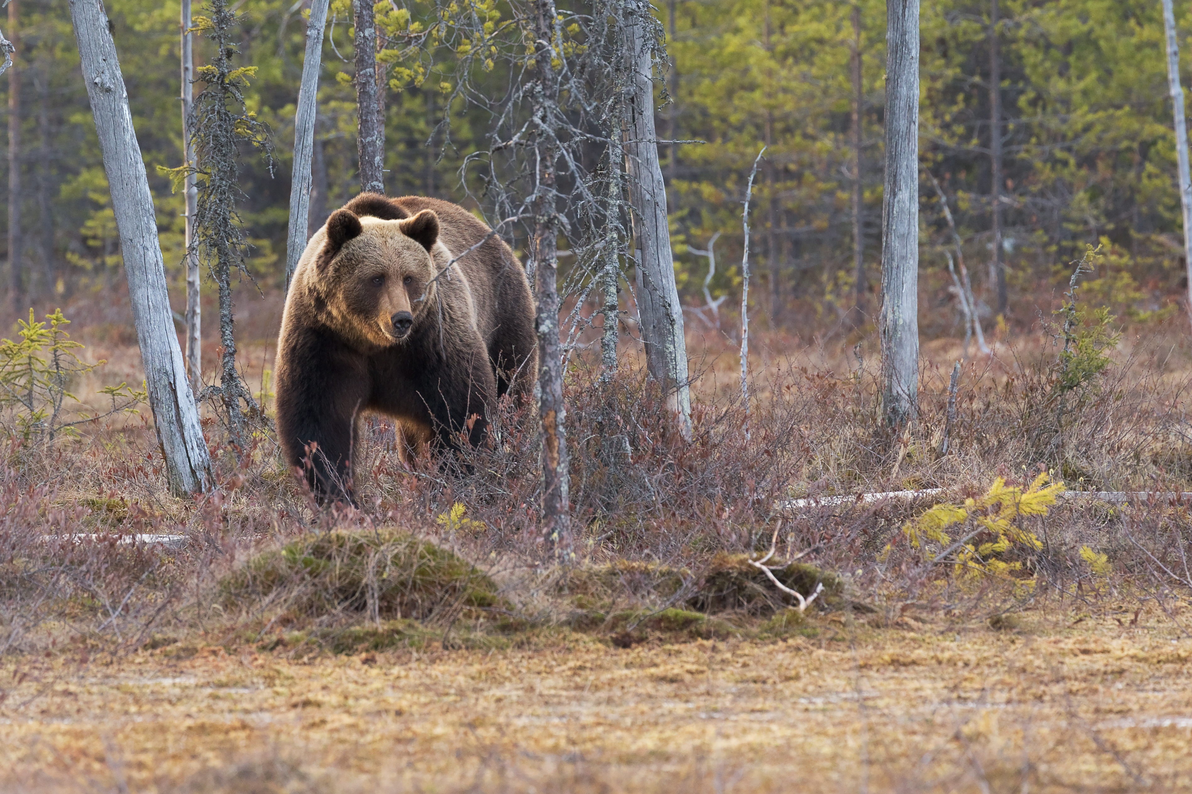 animals in the wild, forest, nature, grizzly bear, day, grass, outdoors, bear, wild, no people, 2K, plant, oso, land, animal wildlife, wildlifephotography, HD Wallpaper