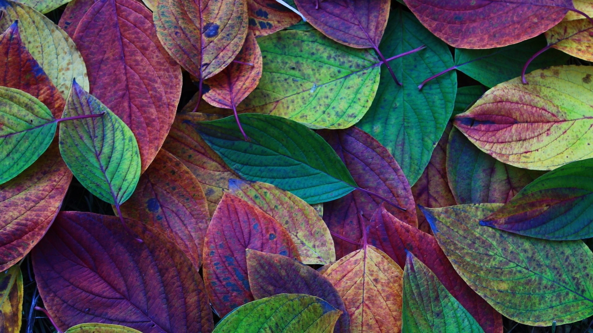 1080P, naturaleza, colores, hojas, HD Wallpaper