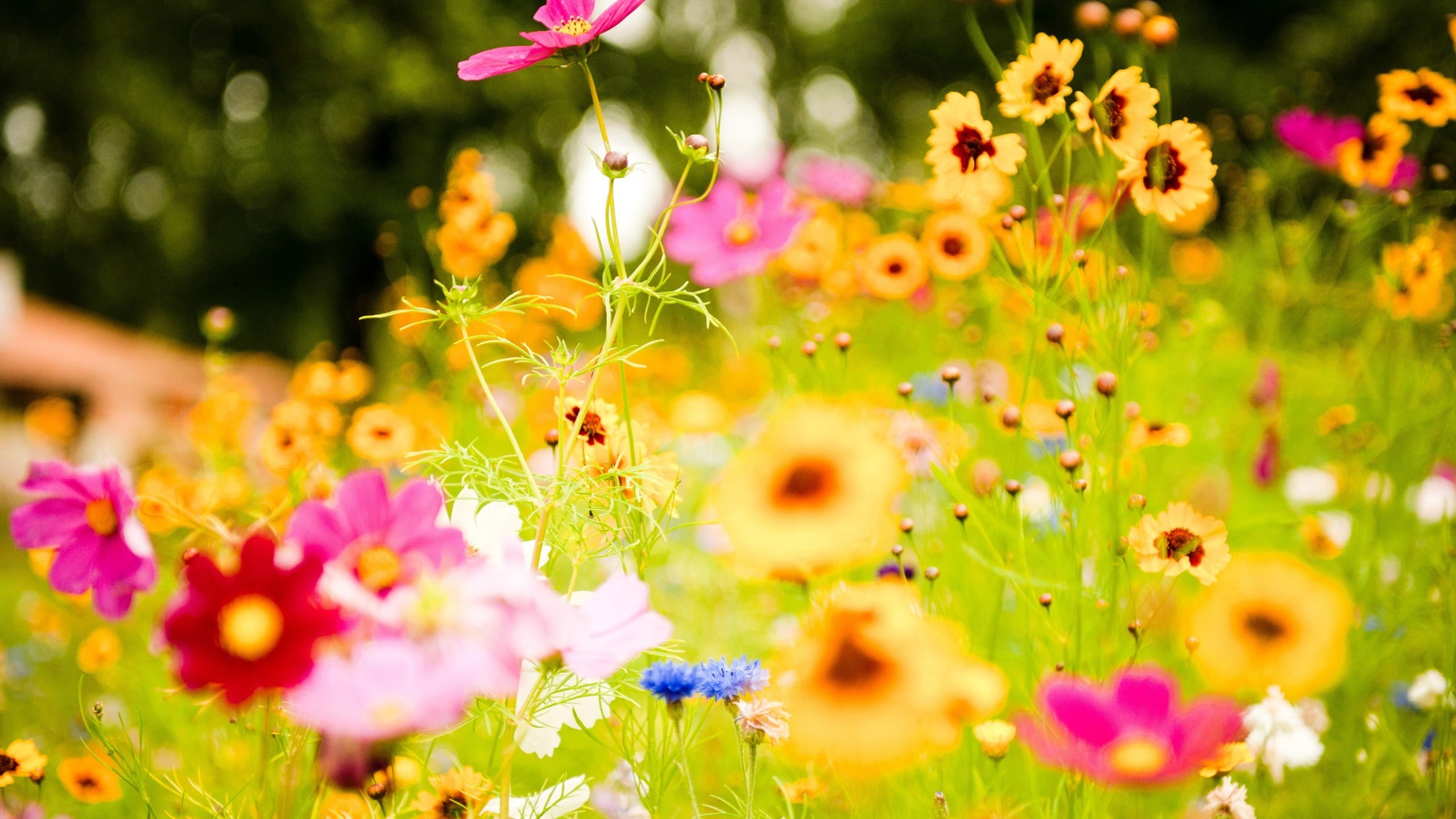 silvestres, 2K, flores, naturaleza, campo, HD Wallpaper