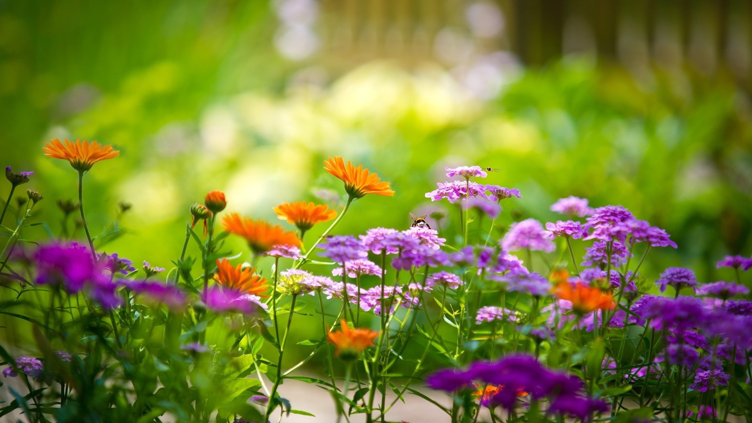 flores, 2K, naturaleza, pradera, HD Wallpaper