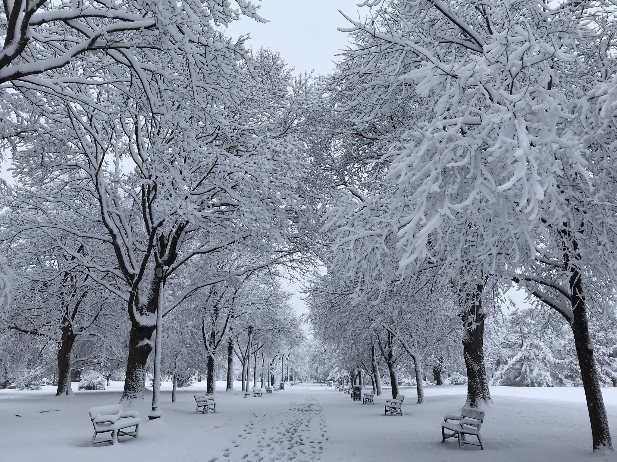 covering, snowfall, plant, tree, banco, winter, frozen, parque, bench, white color, beauty in nature, tree trunk, bare tree, beautiful, tranquil scene, HD Wallpaper