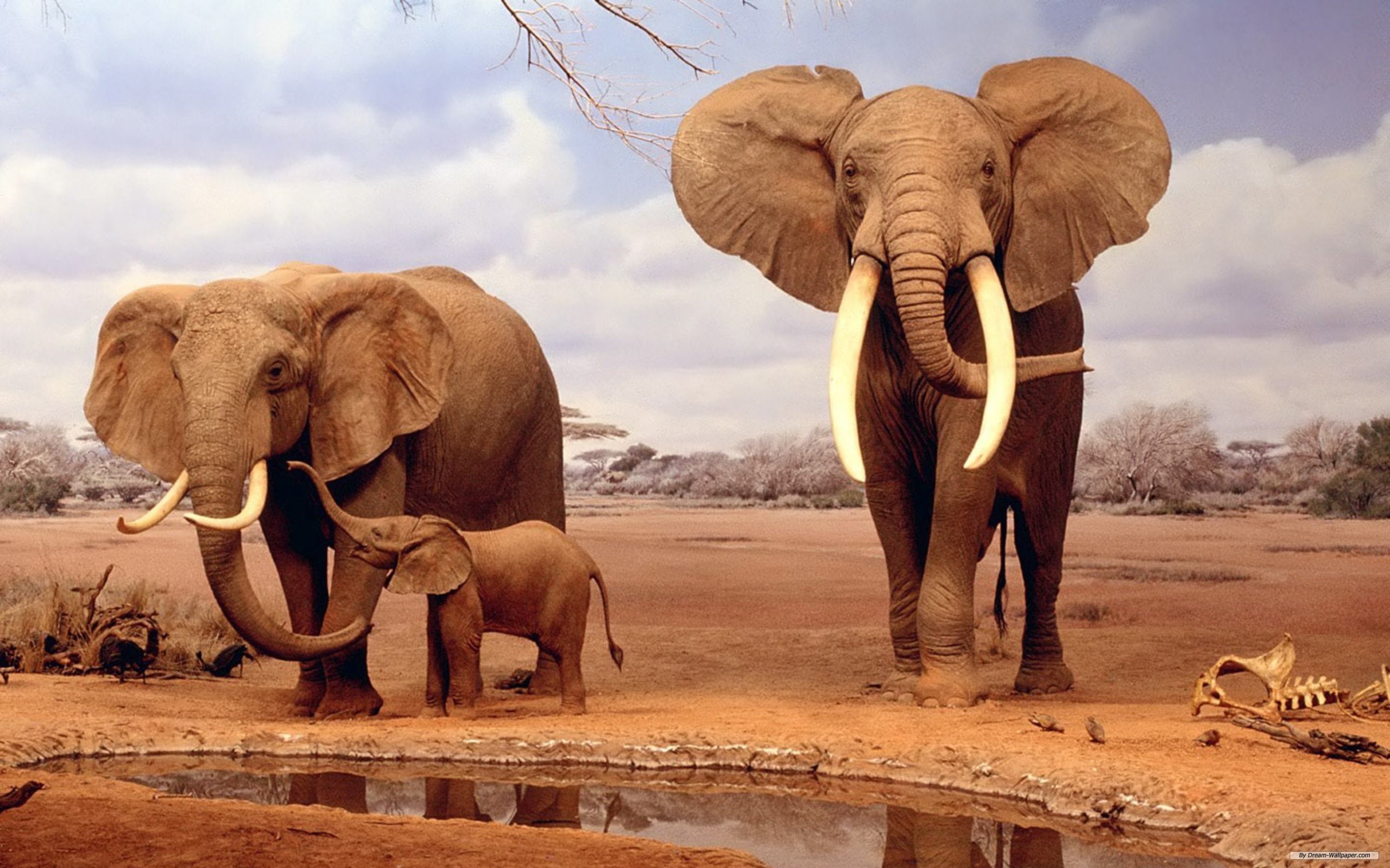safari, animals in the wild, animal trunk, environment, animal family, Animales, nature, day, herd, group of animals, Manada, cloud - sky, sky, 2K, animal wildlife, HD Wallpaper