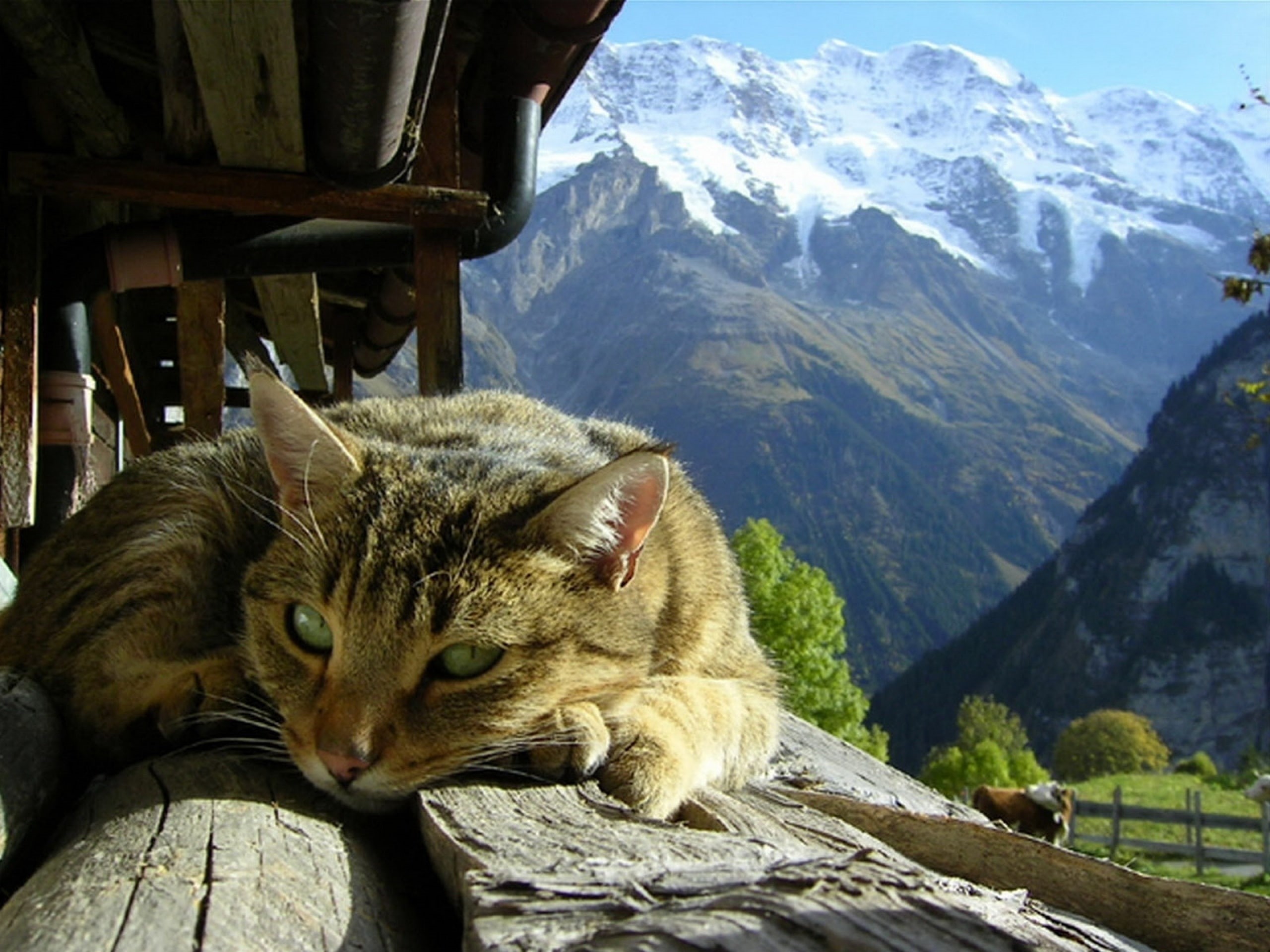 2K, gato, descansando, animales, HD Wallpaper