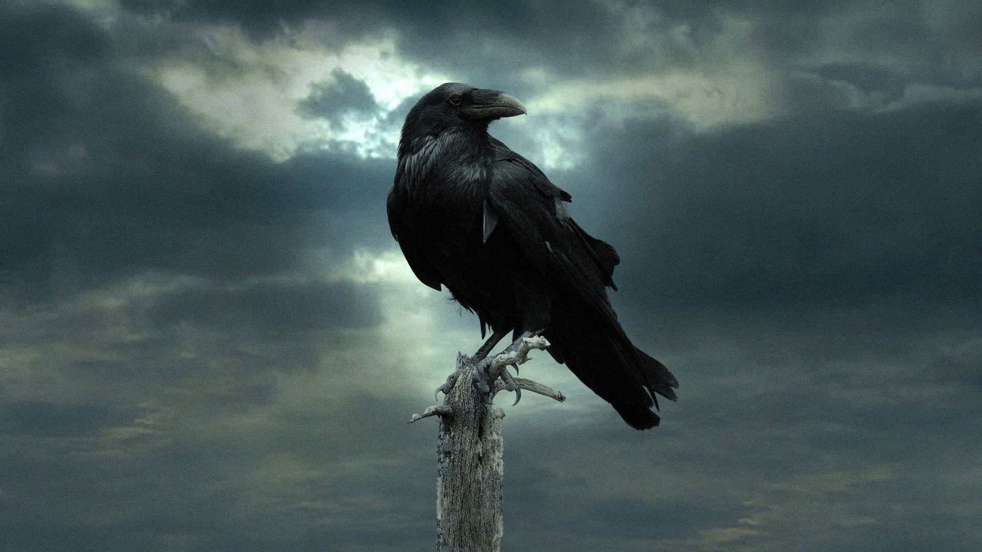negro, animales, ave, 1080P, cuervo, HD Wallpaper