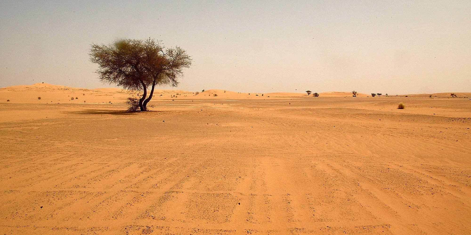 desierto, naturaleza, arbol, 1080P, HD Wallpaper