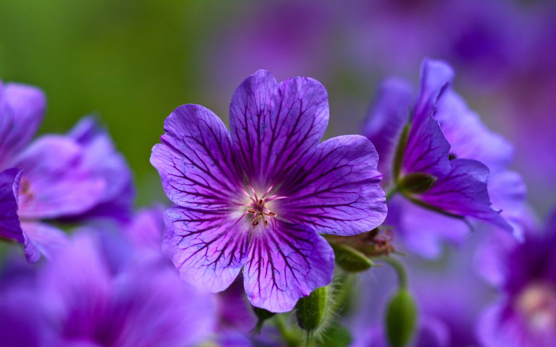 1080P, violetas, flores, naturaleza, HD Wallpaper