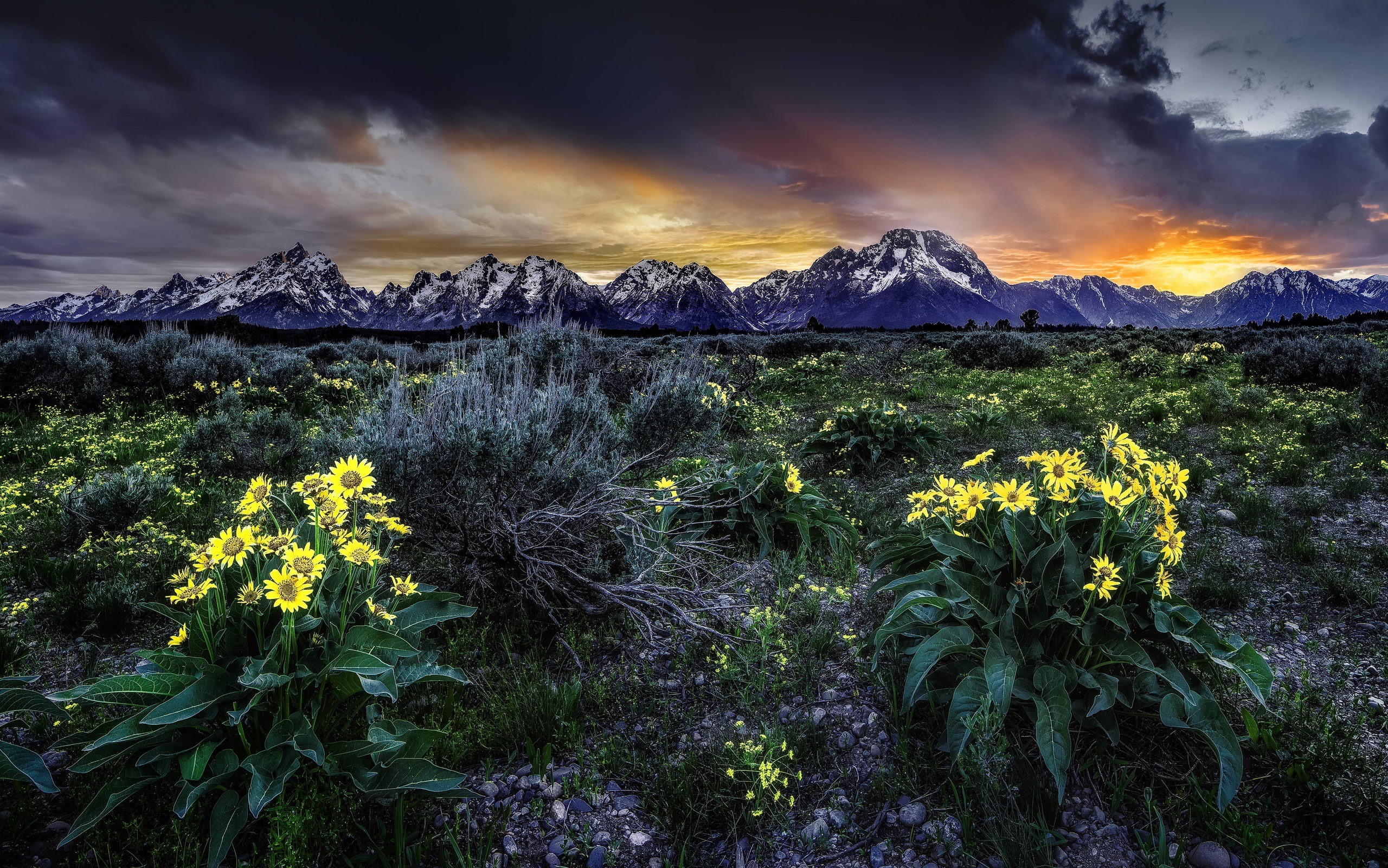 plant, dusk, mountain, outdoors, sunset, environment, tranquil scene, tranquility, nature, cloud - sky, mountain range, flowering plant, landscape, land, HD Wallpaper