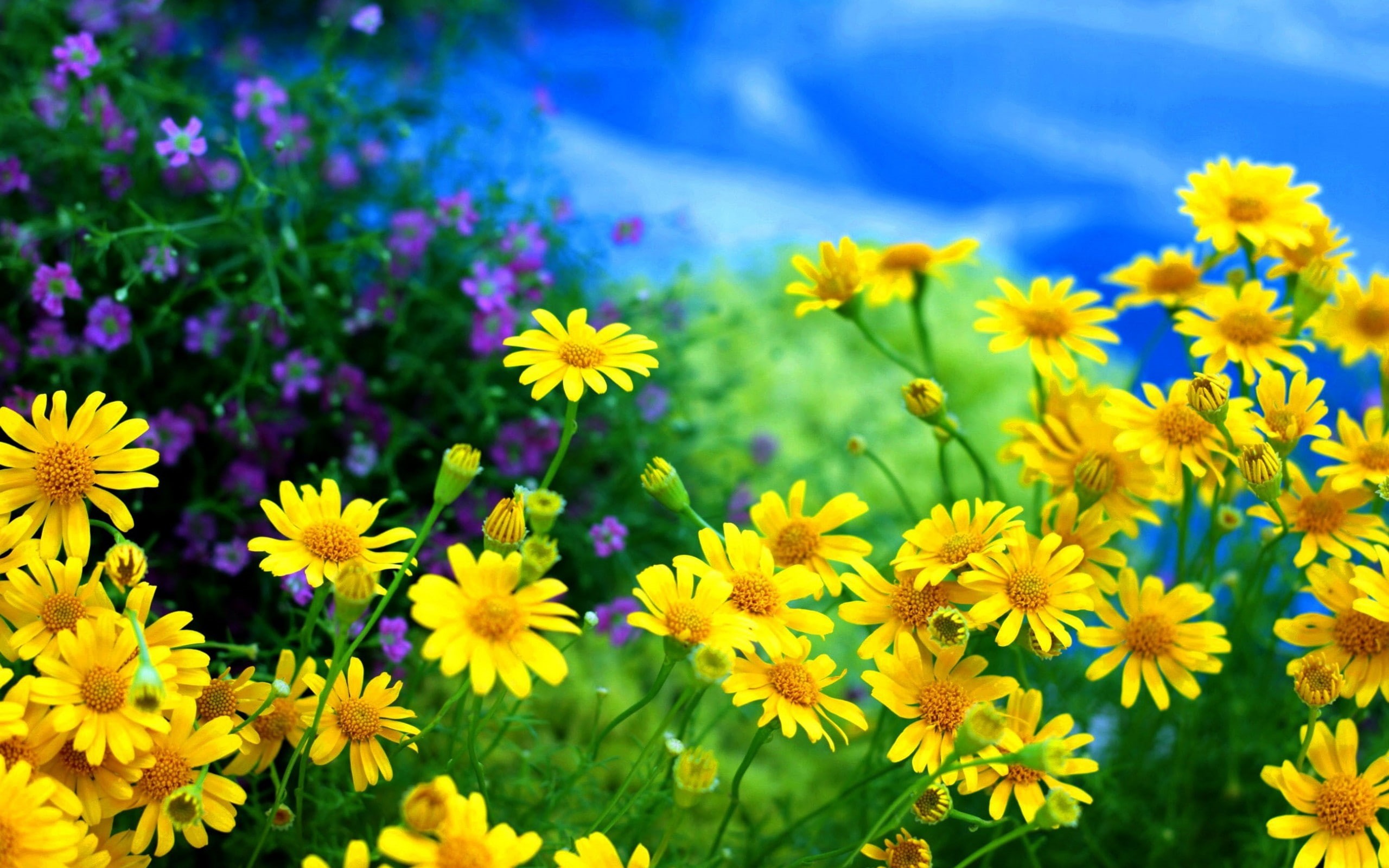 flores, campo, 2K, amarillas, margaritas, naturaleza, HD Wallpaper