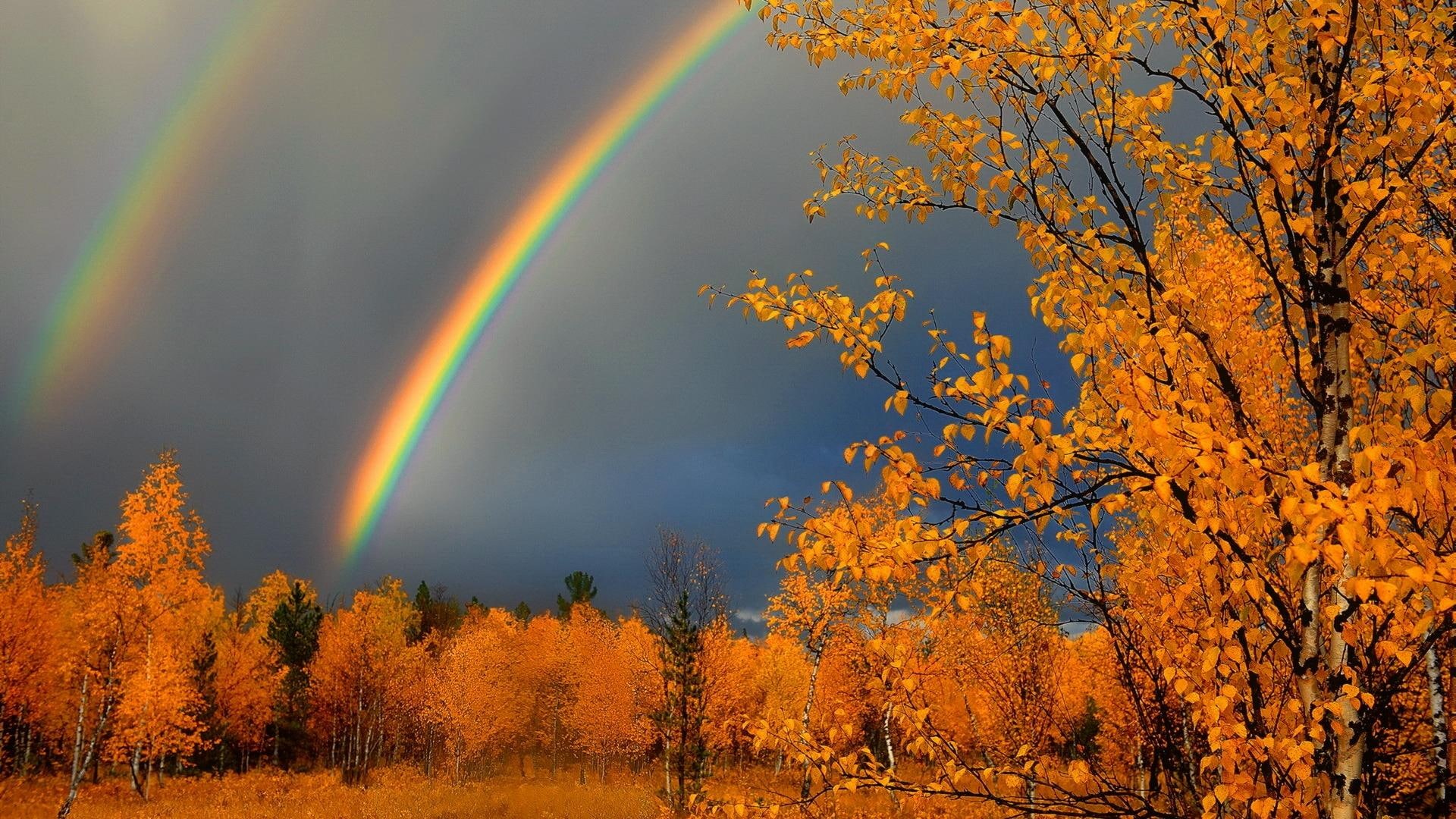 idyllic, landscape, forest, rain, environment, non-urban scene, plant, autumn, rainbow, 1080P, naturaleza, outdoors, yellow, change, land, nature, bosque, HD Wallpaper