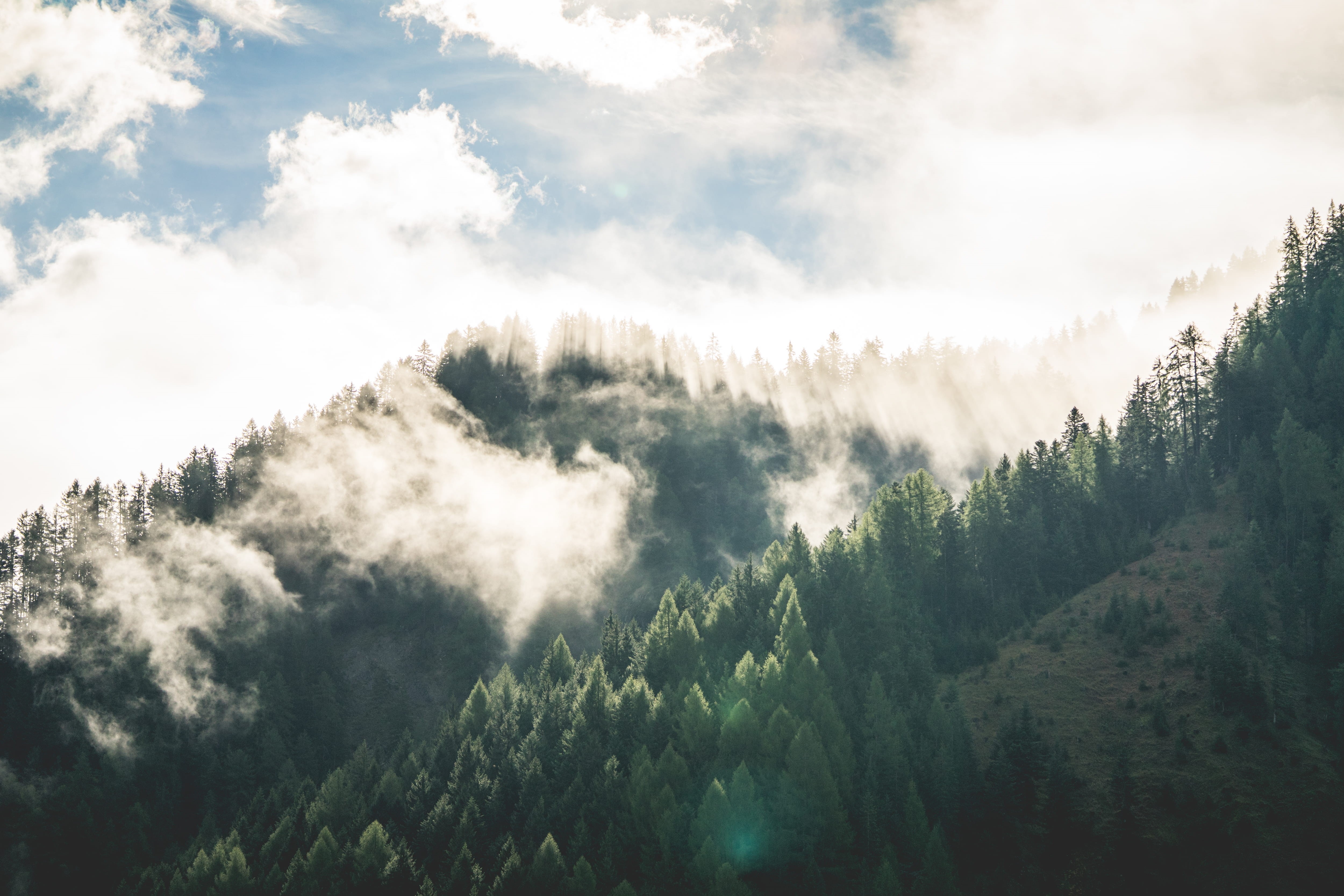 tranquil scene, nature, land, morning, growth, woodland, pine tree, pine woodland, scenics - nature, 4K, tranquility, fresh air, idyllic, beautiful, sky, HD Wallpaper