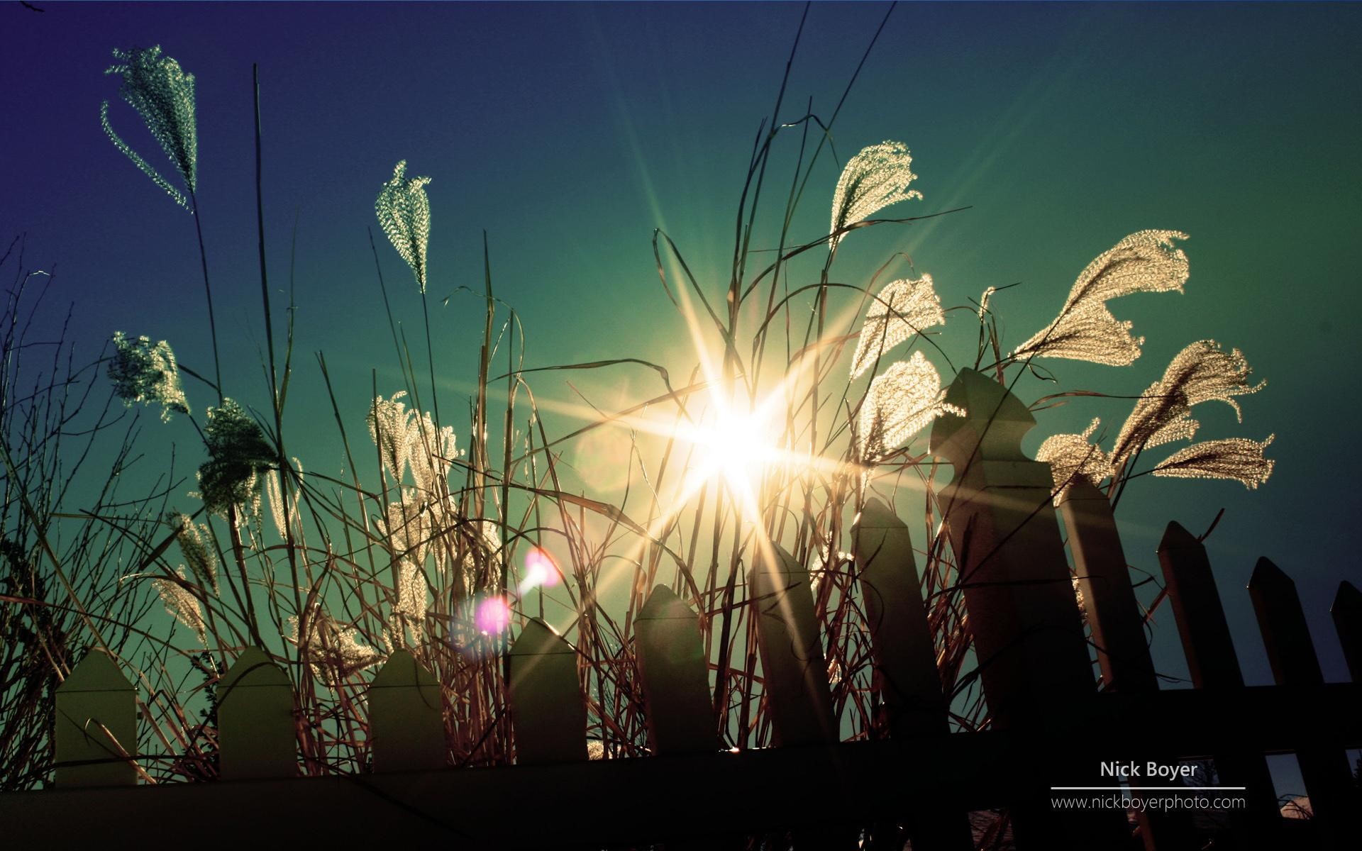paisagem, flores, ao, 1080P, nature and landscapes, natureza, sol, HD Wallpaper