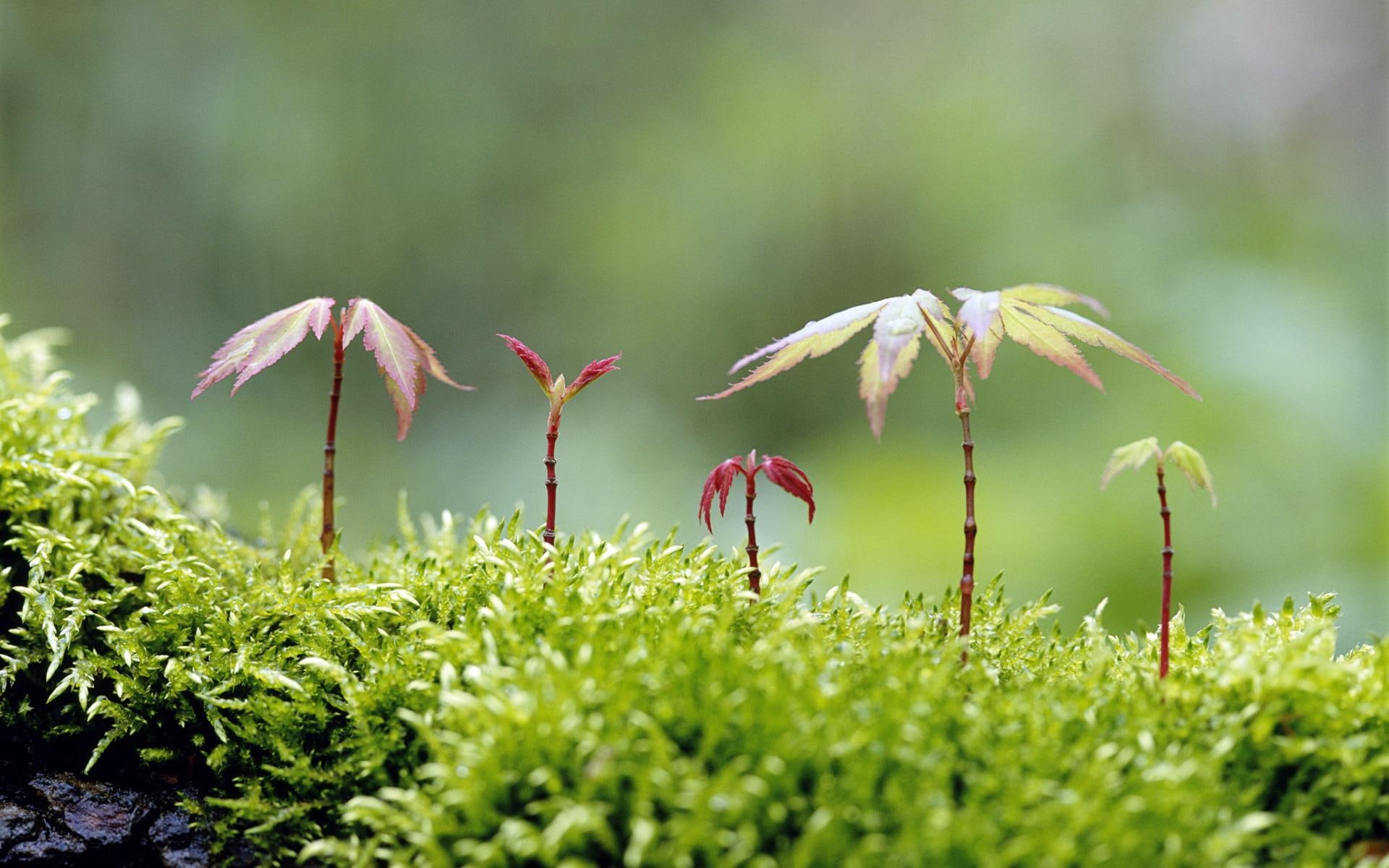 nature and landscapes, vida, 1080P, plantas, pequenas, natureza, HD Wallpaper
