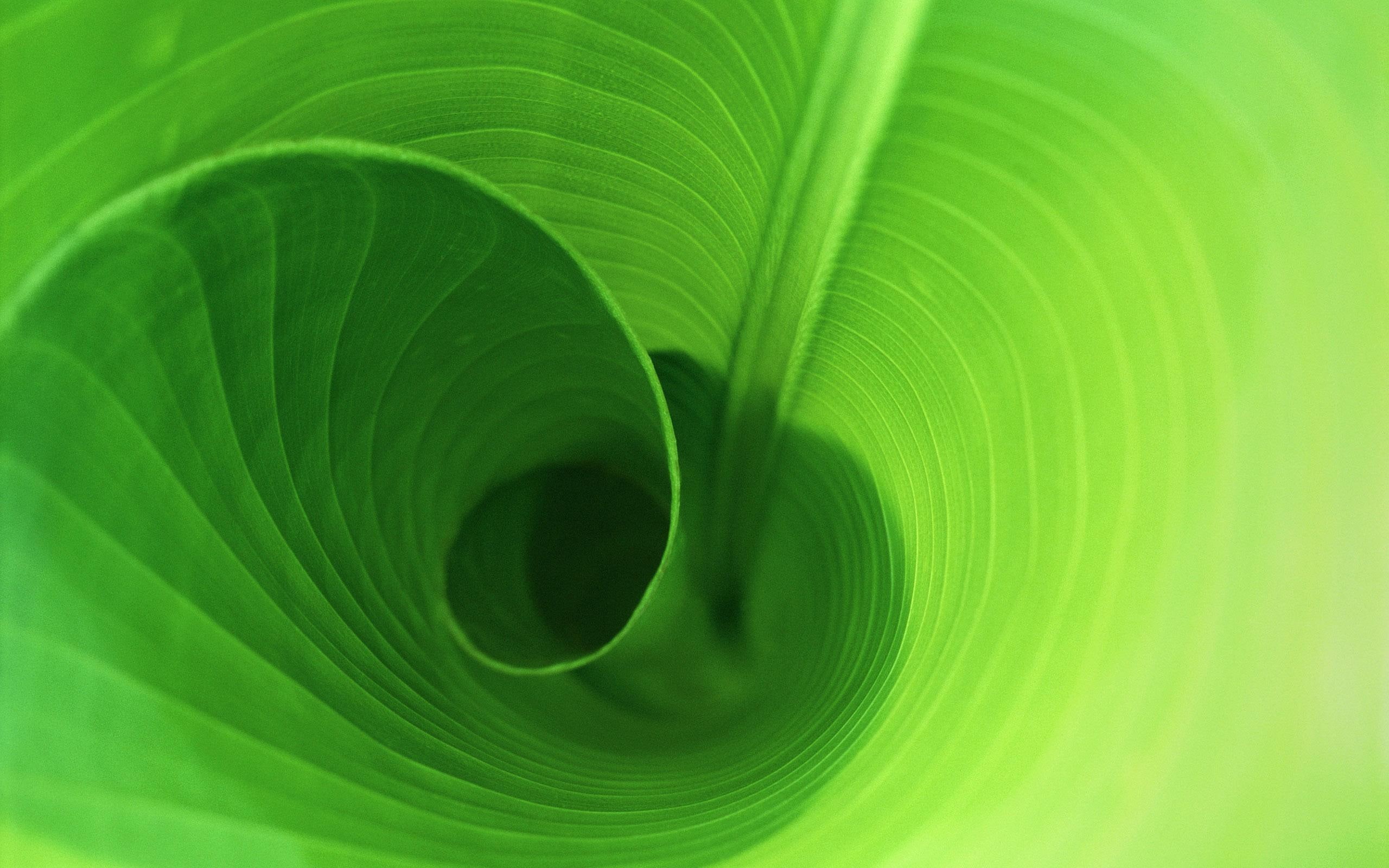 vida, natureza, folha, 2K, nature and landscapes, verde, HD Wallpaper