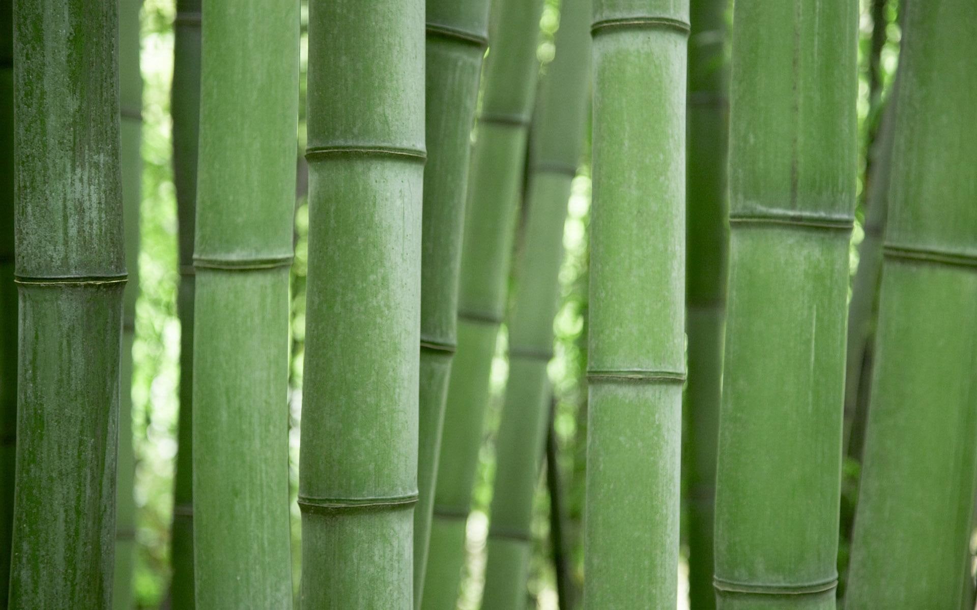 plantas, bamboo, nature and landscapes, verde, 1080P, bambus, green, natureza, HD Wallpaper