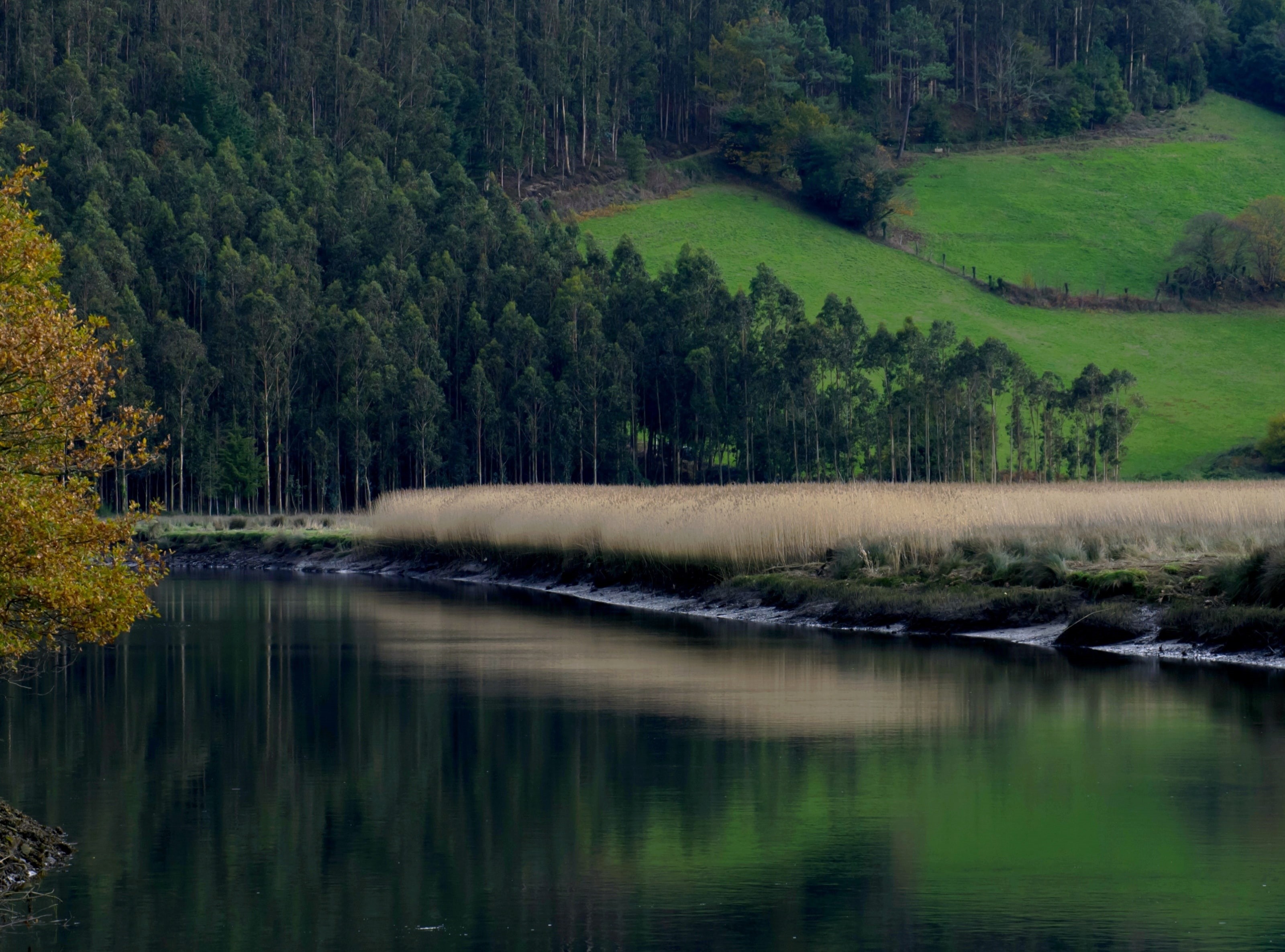 woodland, tranquil scene, tree, paisaxe, green color, spanish, reflection, scenics - nature, natureza, 2K, lake, outdoors, River, Europe, water, plant, HD Wallpaper