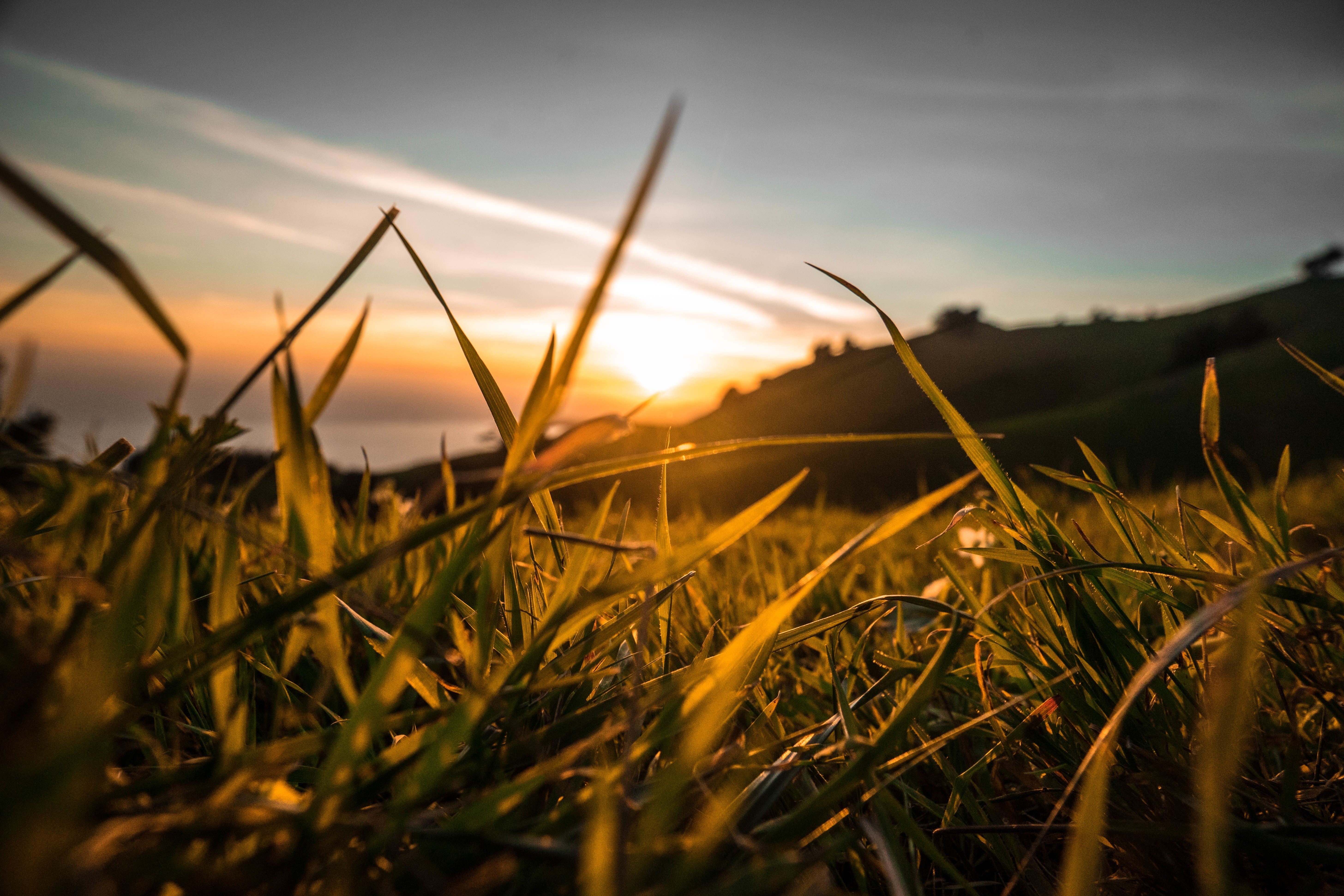 plantas, amanecer, 5K, naturaleza, HD Wallpaper
