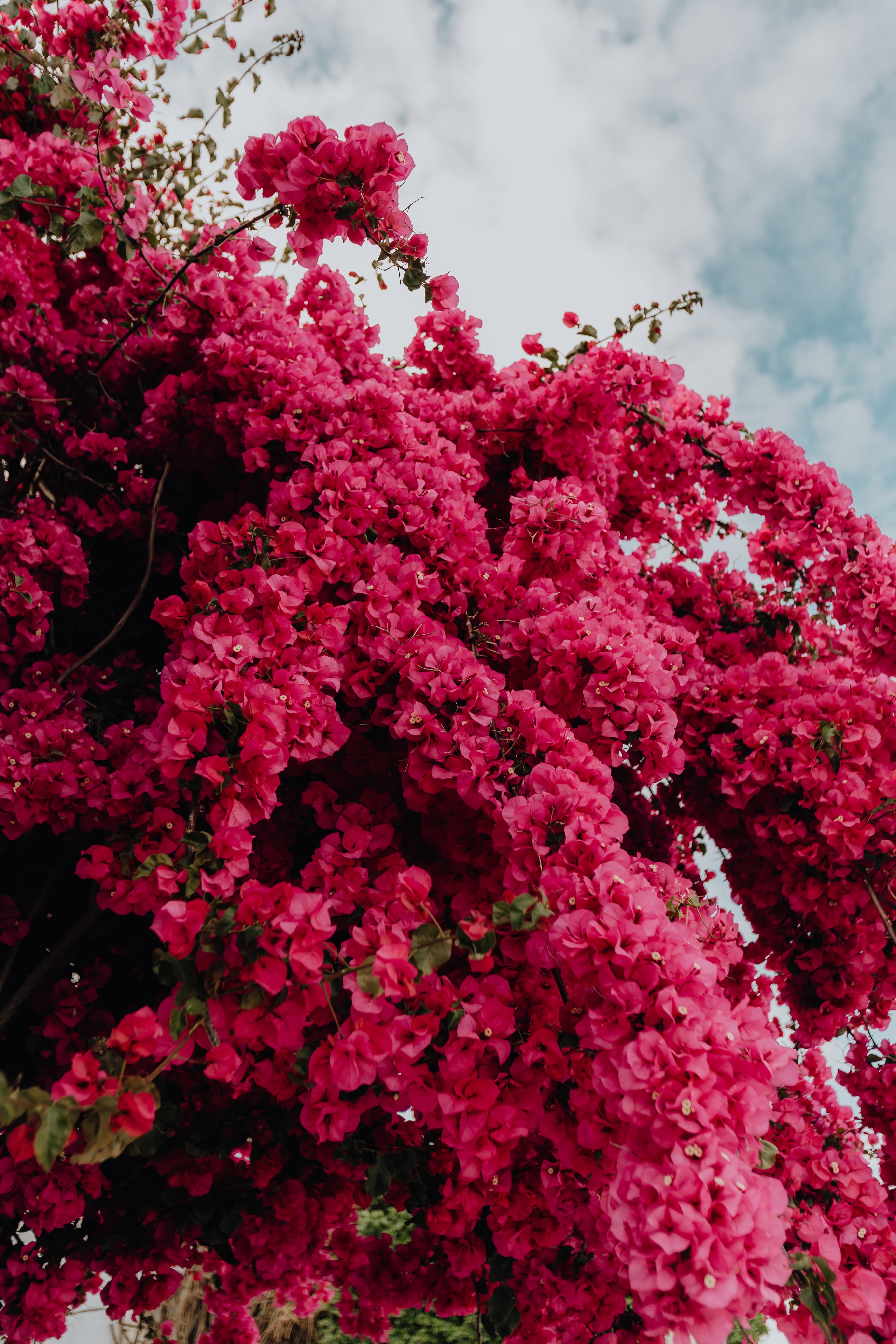 vibrant, flower, low angle view, nature, close-up, vulnerability, summer, red, tree, traditional, luz, 5K, day, pink tree, blossom, magenta, white, botany, Phone HD Wallpaper