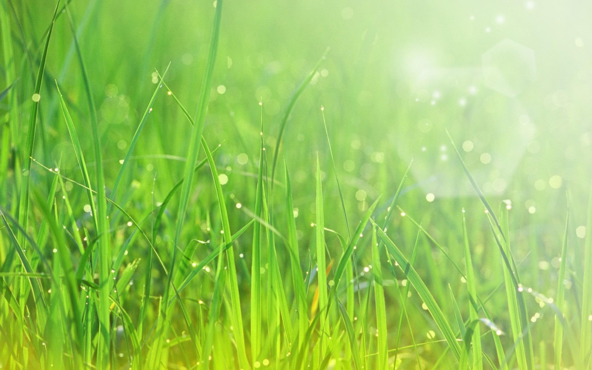 grass, 1080P, sparkling, green, 3d and abstract, nature, beautiful, HD Wallpaper