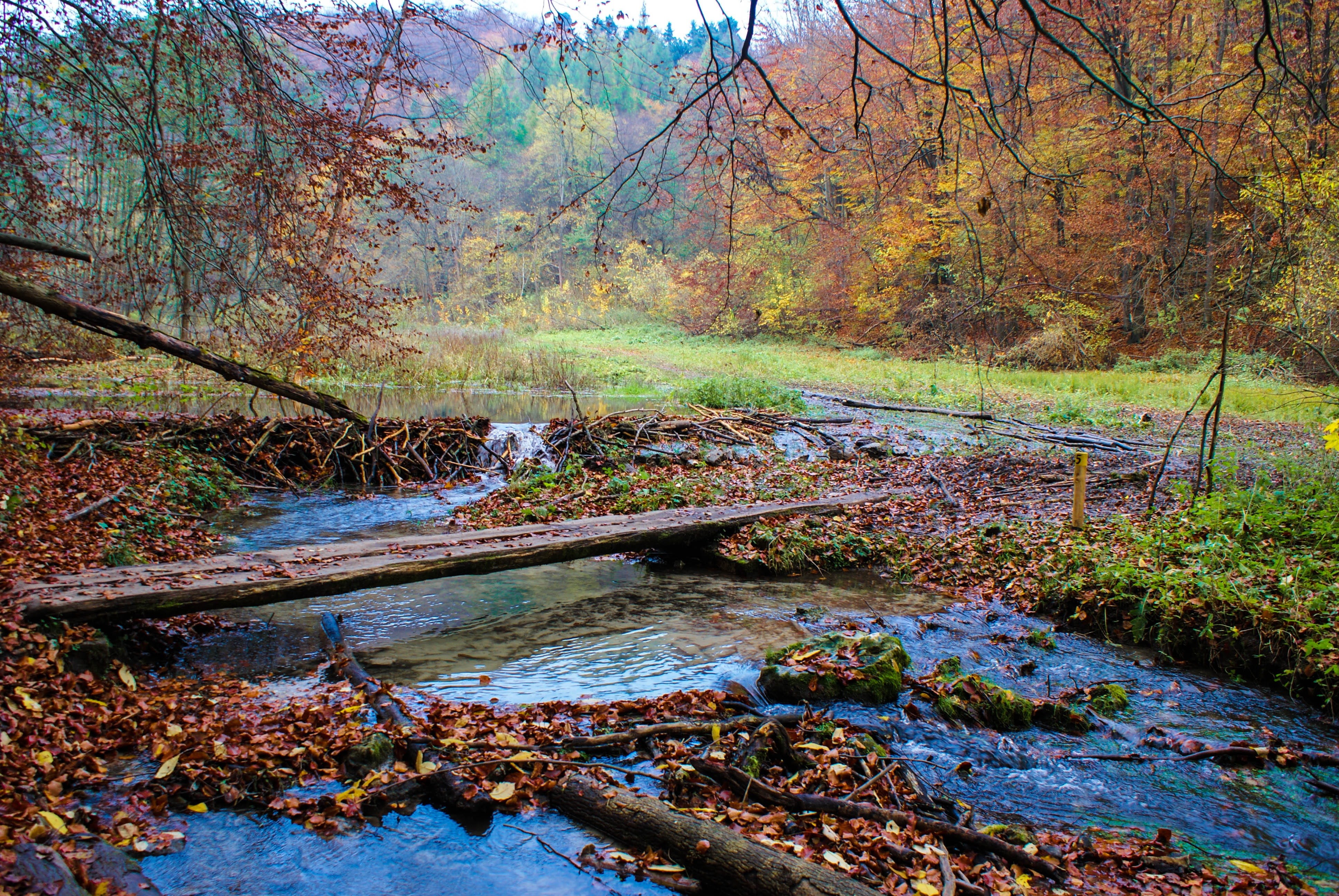 outdoors, flowing water, the silence, day, the stones, river, scenically, park, the environment, plants, torrent, flowing, at the court of, scenery, stream, HD Wallpaper