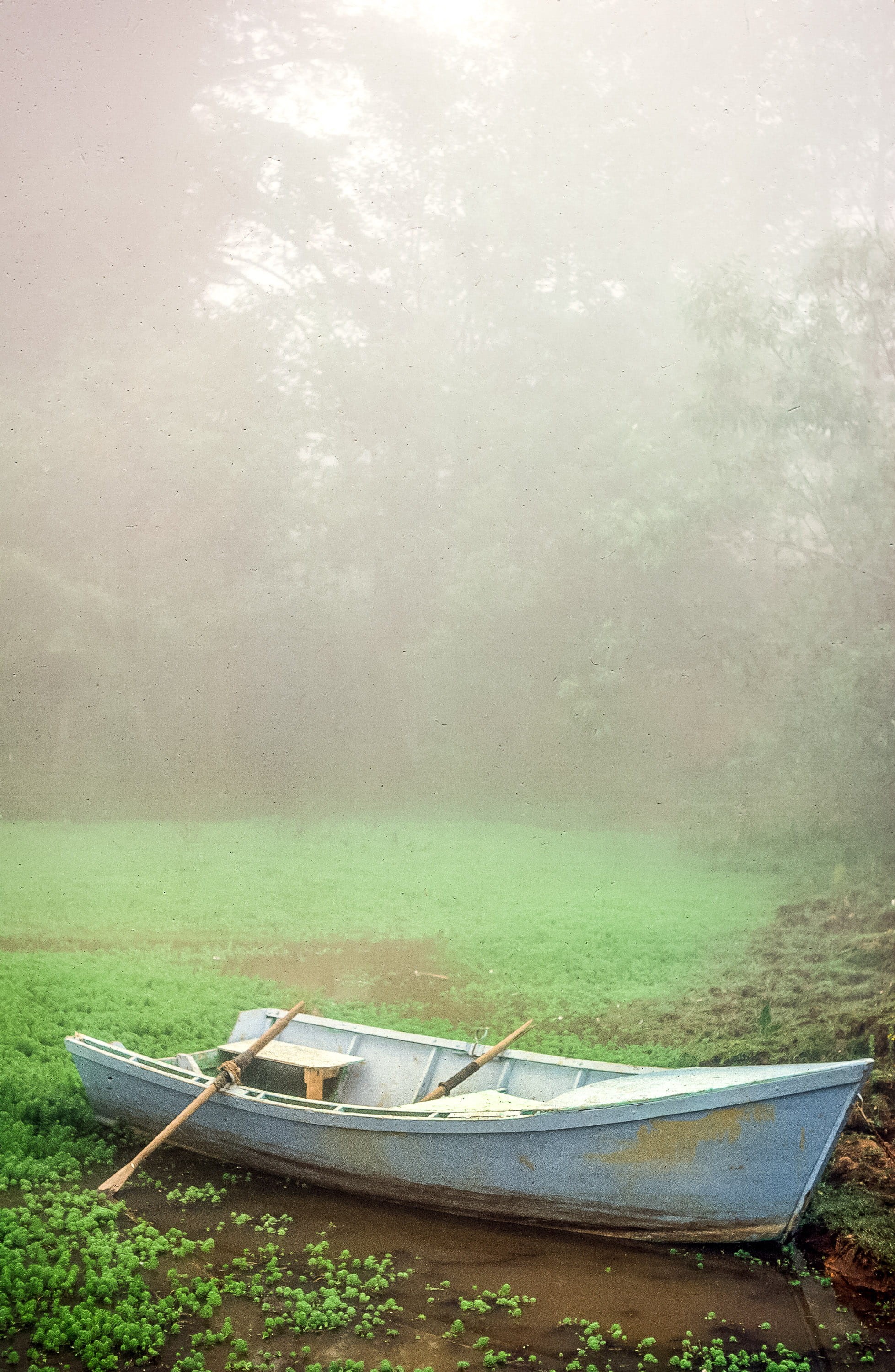 eerie, transportation, mode of transportation, morning, oars, mist, boat, garden, transport, lagoon, wood, standing, mysterious, hidden, tree, beauty in nature, Phone HD Wallpaper